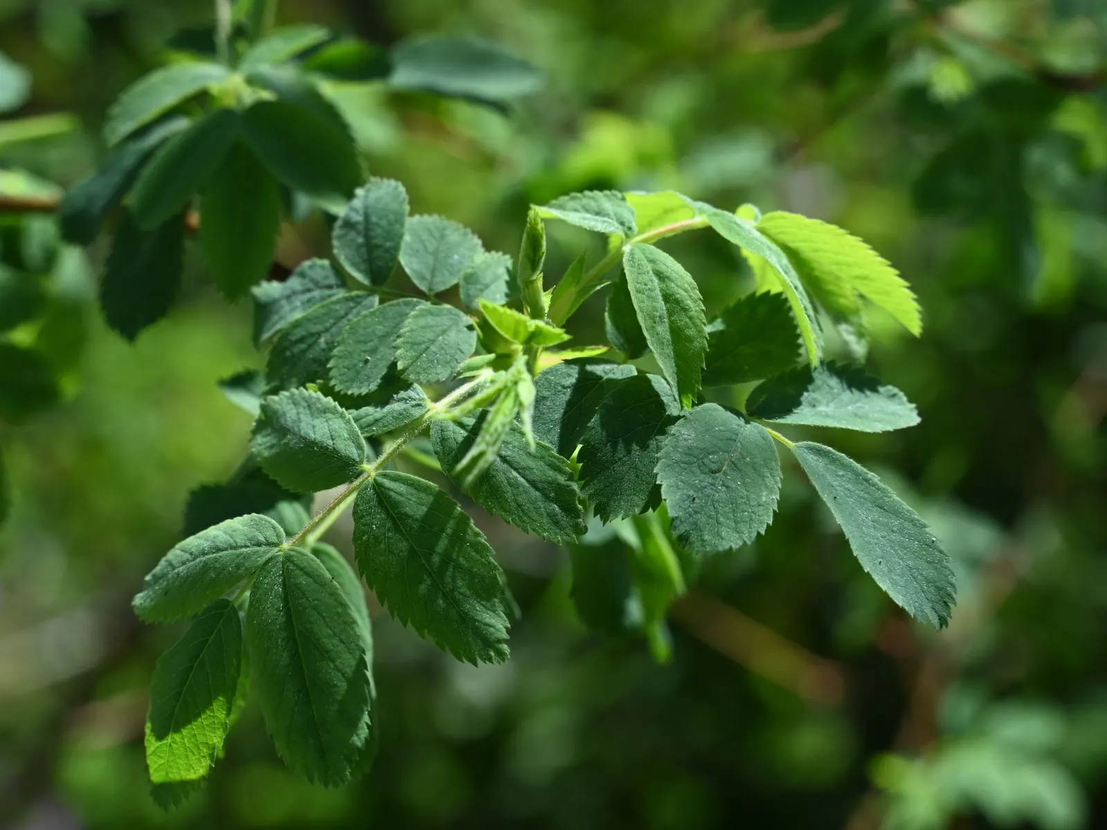 California Wild Rose (Rosa Californica) — commonly referred to as the California Wild Rose