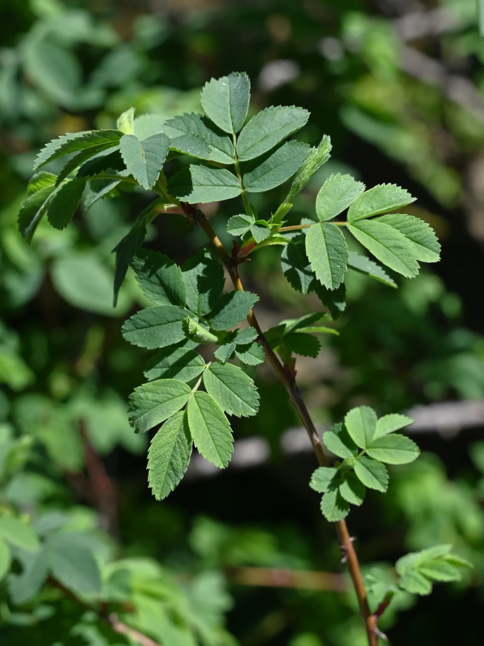 California Wild Rose (Rosa Californica) — California Wild Rose creates a naturalistic and informal hedge or border