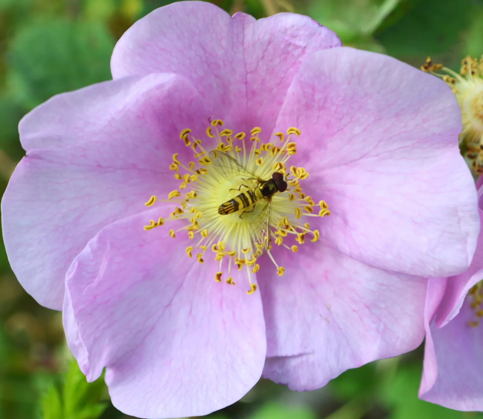 California Wild Rose (Rosa Californica) — though appreciative of occasional watering during prolonged dry spells