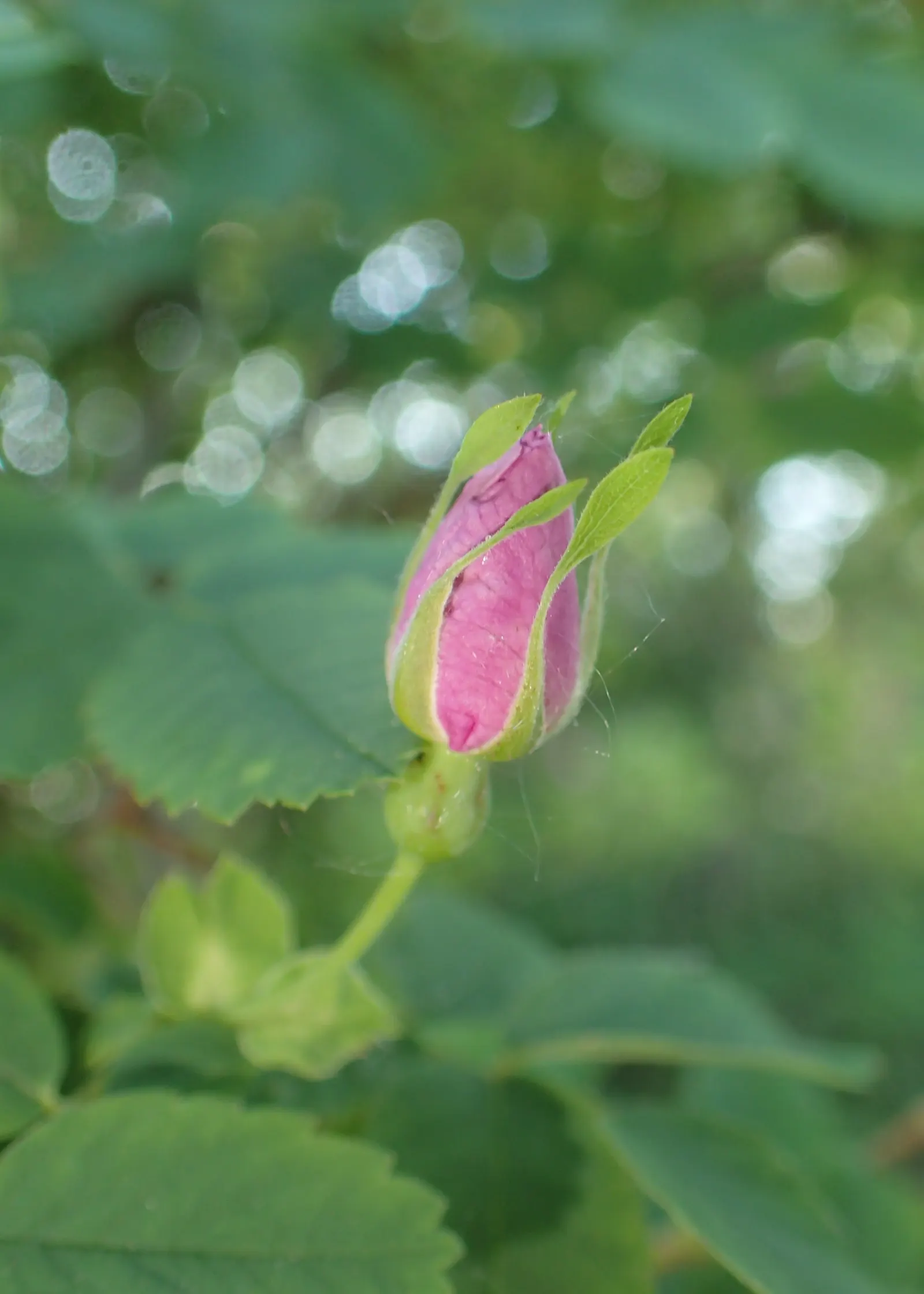 California Wild Rose (Rosa Californica) — flaunt a soft pink hue with a distinctive yellow center; california Wild Rose creates a naturalistic and informal