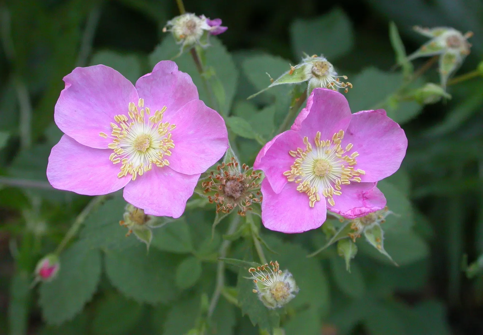 California Wild Rose (Rosa Californica) — deciduous shrub typically flourishes in the sunny environs of USDA hardiness zones 6 through 9; while hips offer