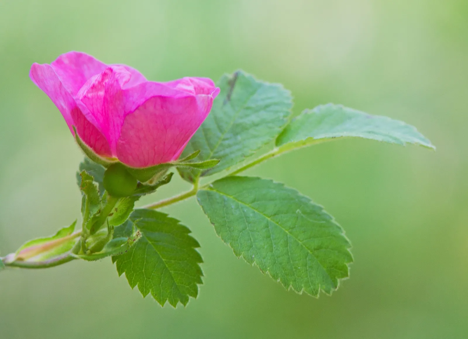 California Wild Rose (Rosa Californica) — is an esteemed addition to any landscape seeking to imbue a touch of native elegance and resilience; pink flowers in