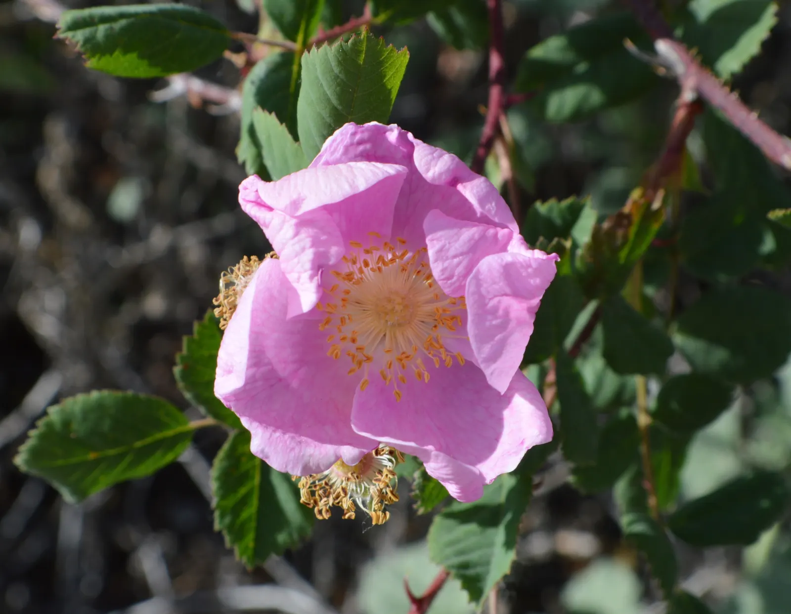 California Wild Rose (Rosa Californica) — the plant bears small red hips
