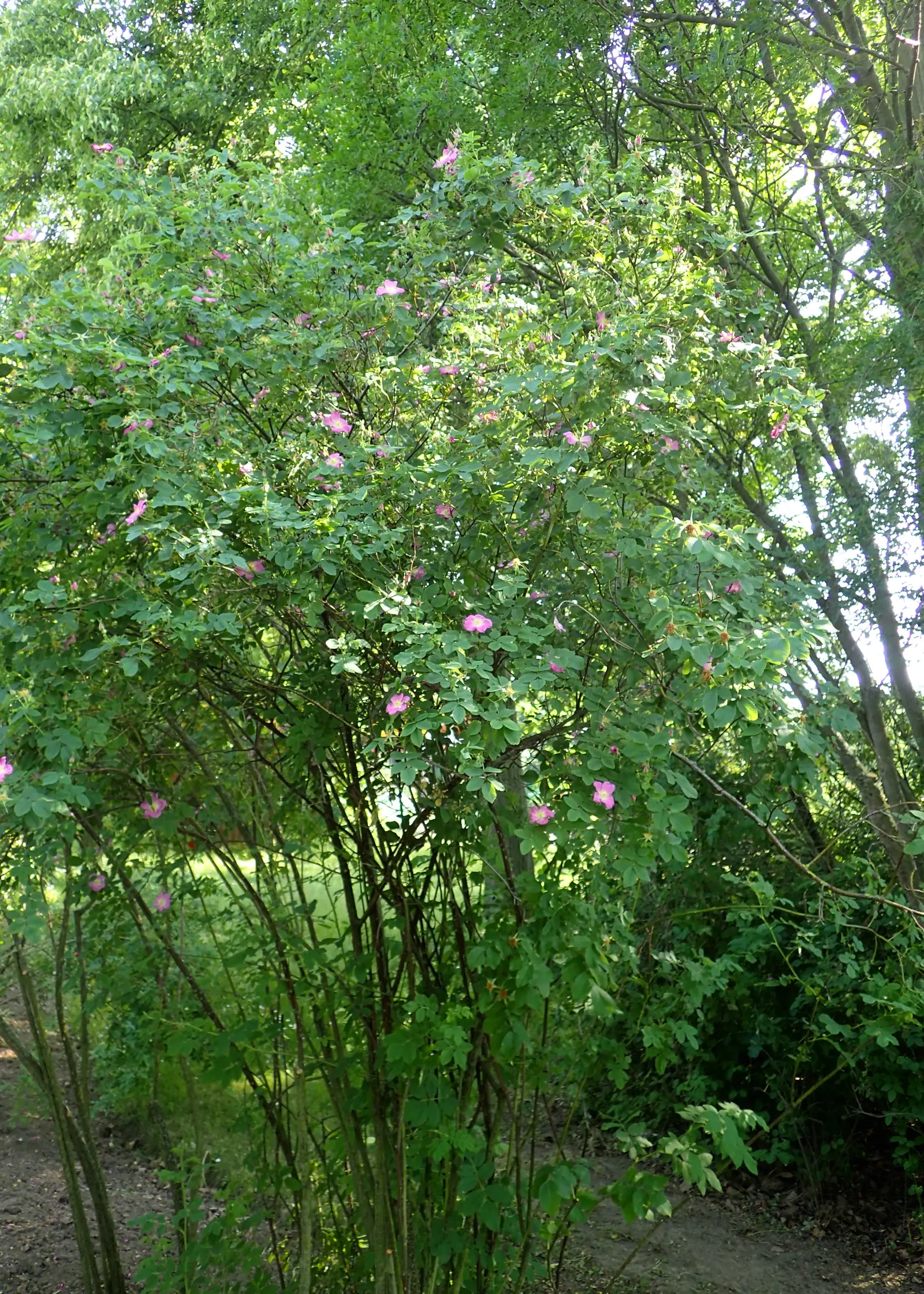 California Wild Rose (Rosa Californica) — while hips offer winter interest and are valuable for birds