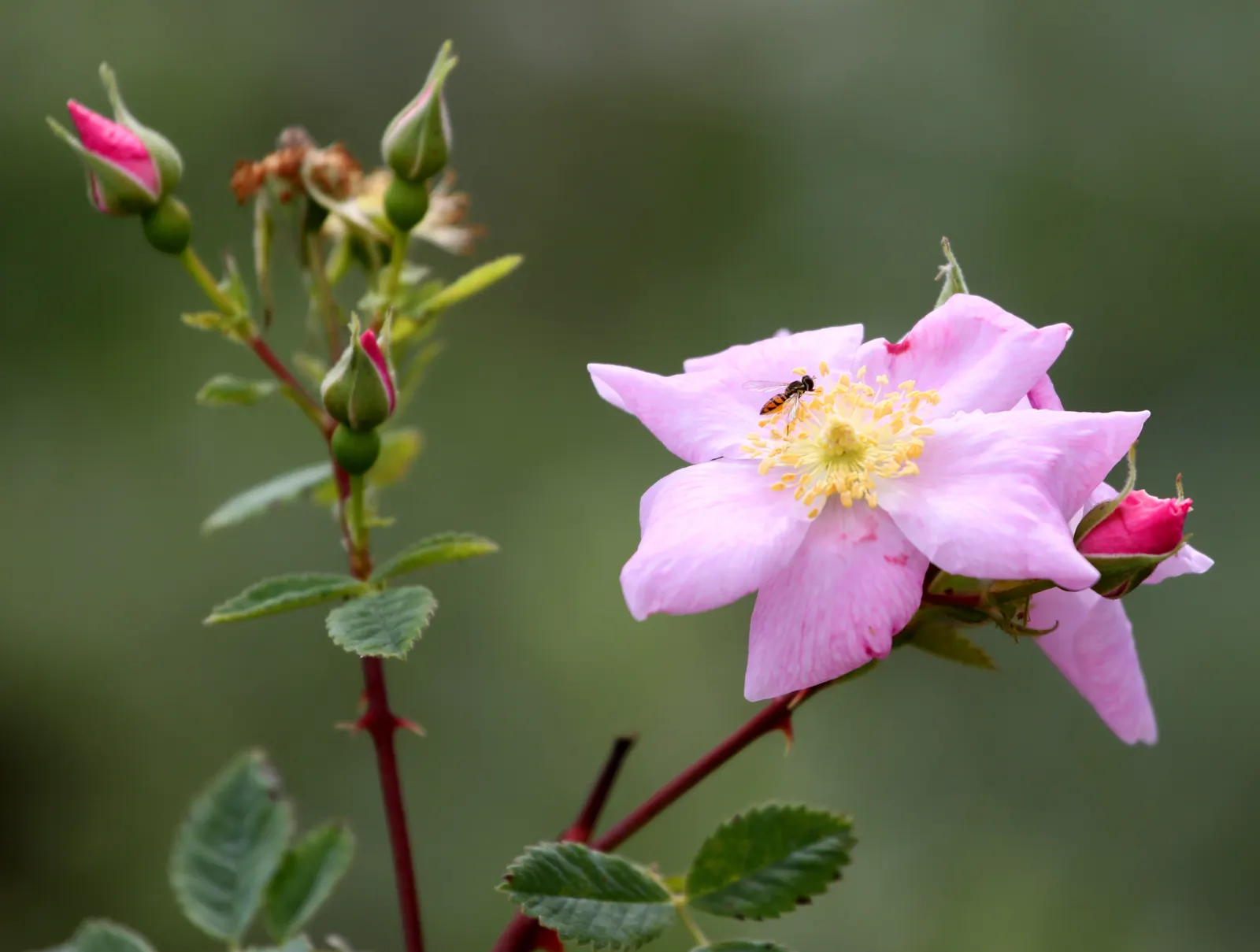 California Wild Rose (Rosa Californica) — attracting pollinators like bees and butterflies.<br><br>Post-bloom; which persist into the winter and provide a food