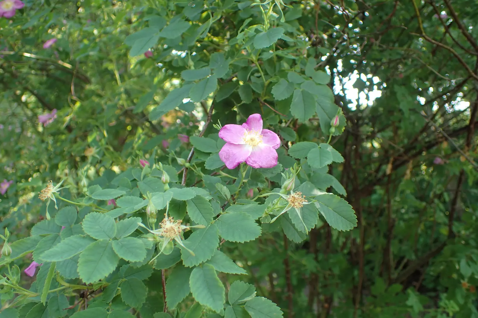 California Wild Rose (Rosa Californica) — is a deciduous shrub with fragrant pink blossoms spanning 2 inches across; this native rose's prickly stems and lush