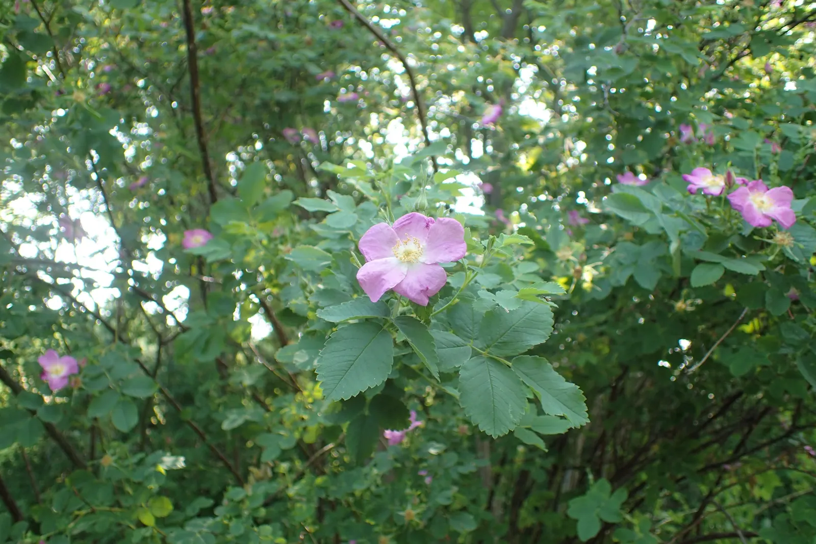 California Wild Rose (Rosa Californica) — It thrives in USDA zones 6-9, reaches 3-6 feet in height, and spreads 3-6 feet wide