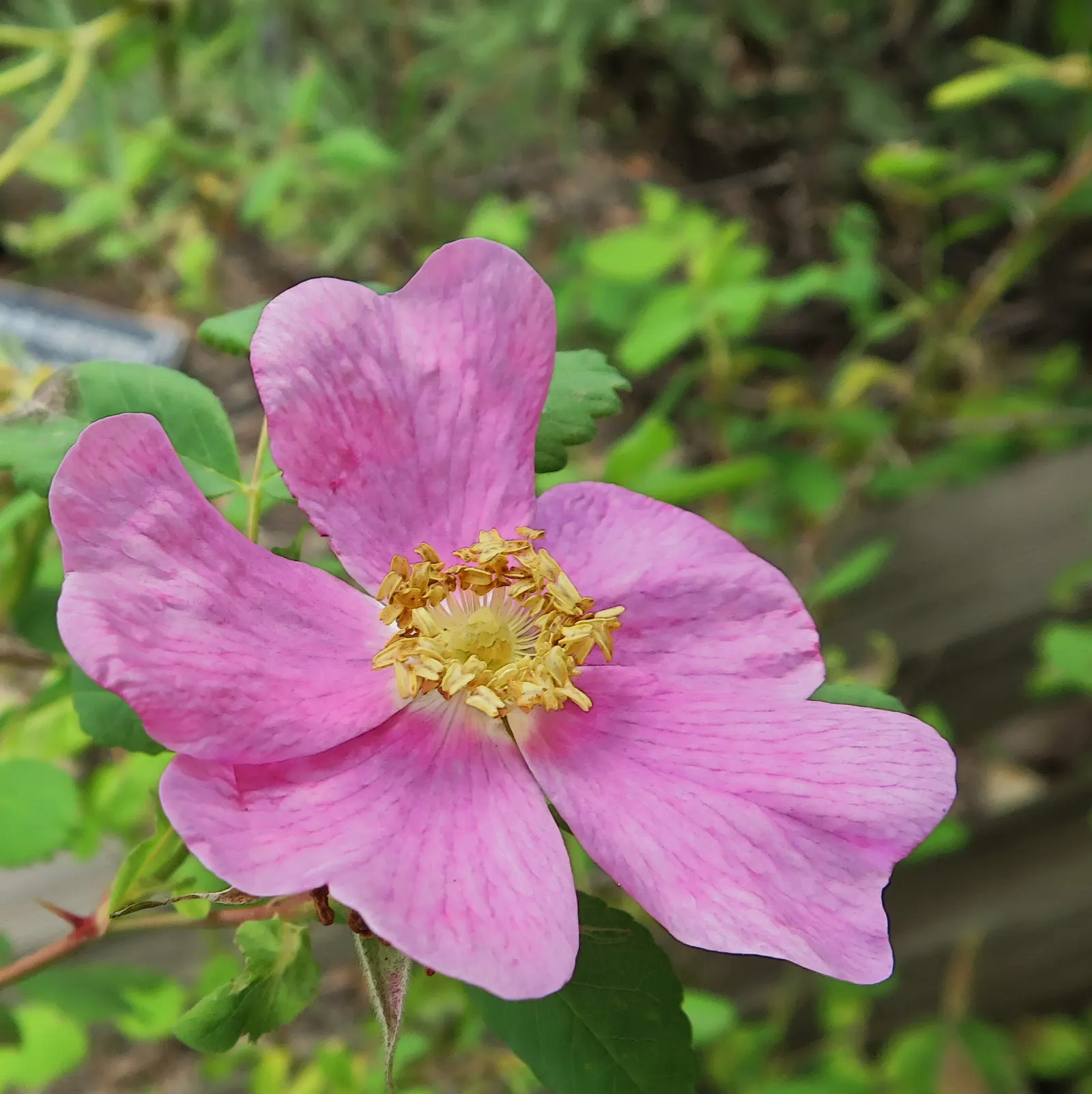 California Wild Rose (Rosa Californica) — fragrant blossoms that grace the plant from late spring to early summer
