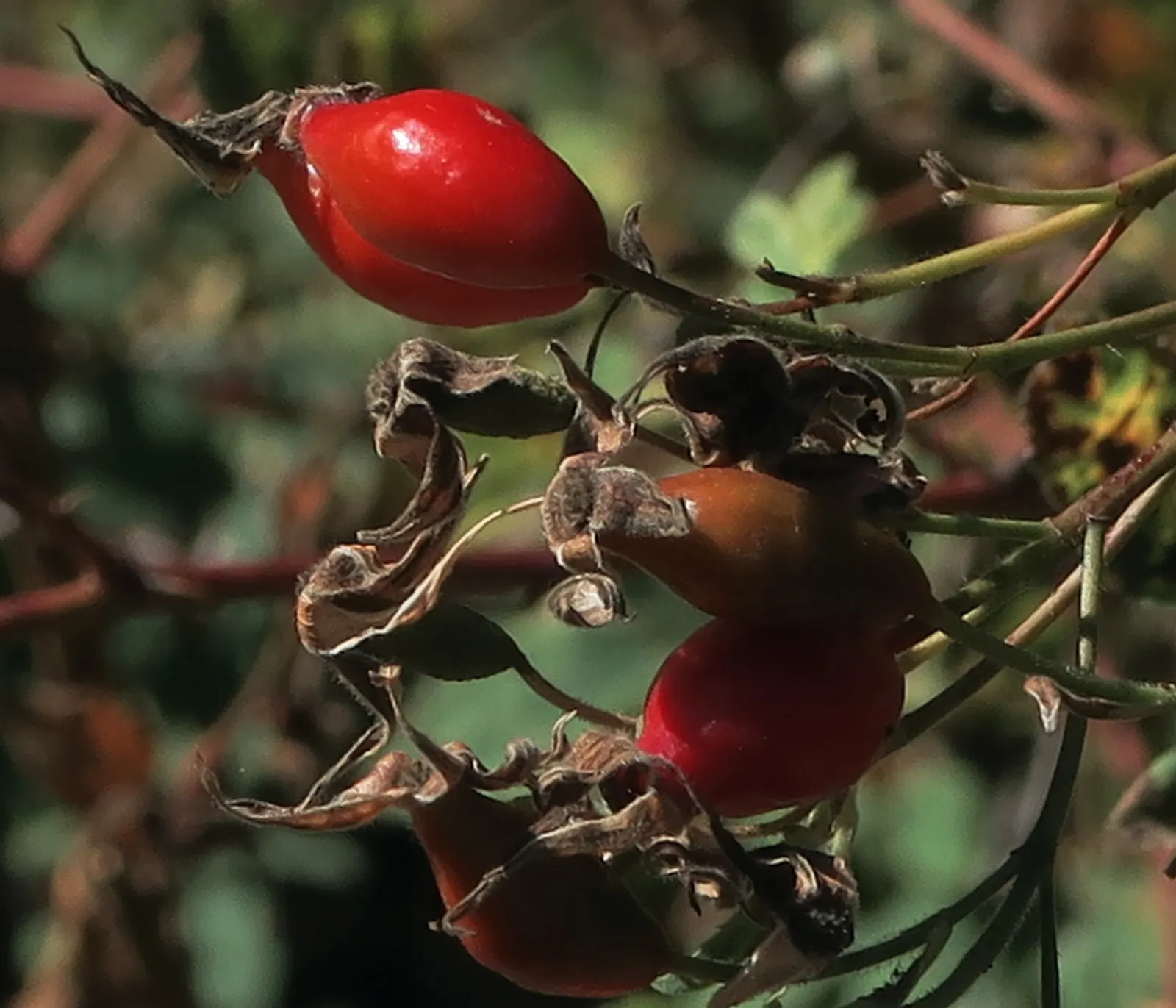 California Wild Rose (Rosa Californica) — around 0.5 to 1 inch in diameter