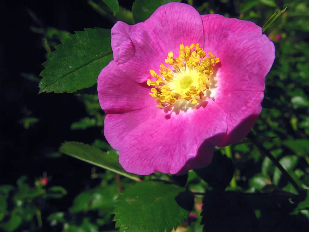California Wild Rose (Rosa Californica) — is an esteemed addition to any landscape seeking to imbue a touch of native elegance and resilience