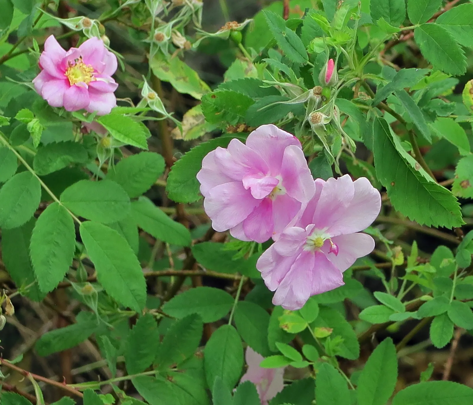 California Wild Rose (Rosa Californica) — Rosa californica is drought-tolerant