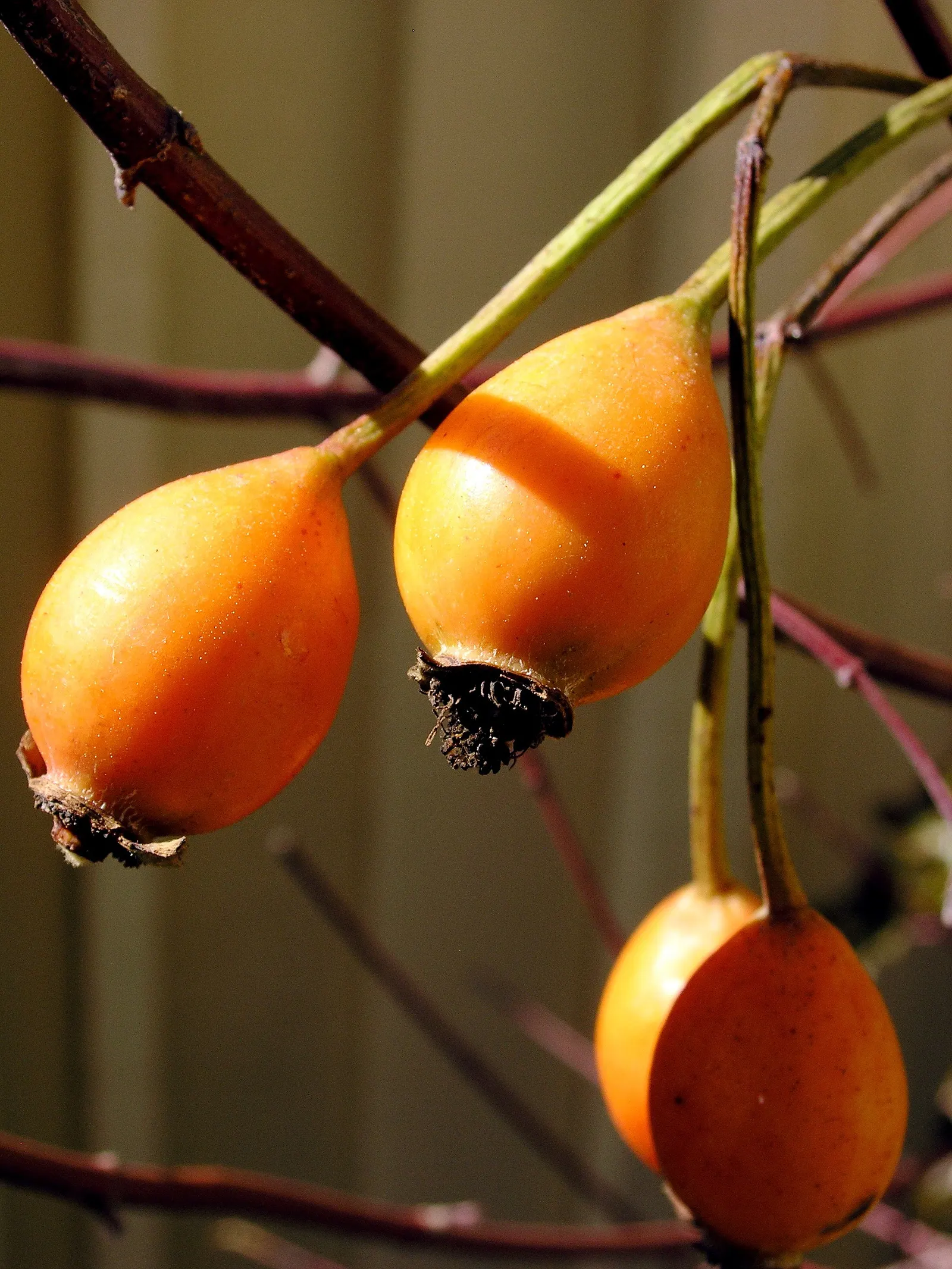 California Wild Rose (Rosa Californica) — Adaptable to various soils, it prefers full sun to partial shade