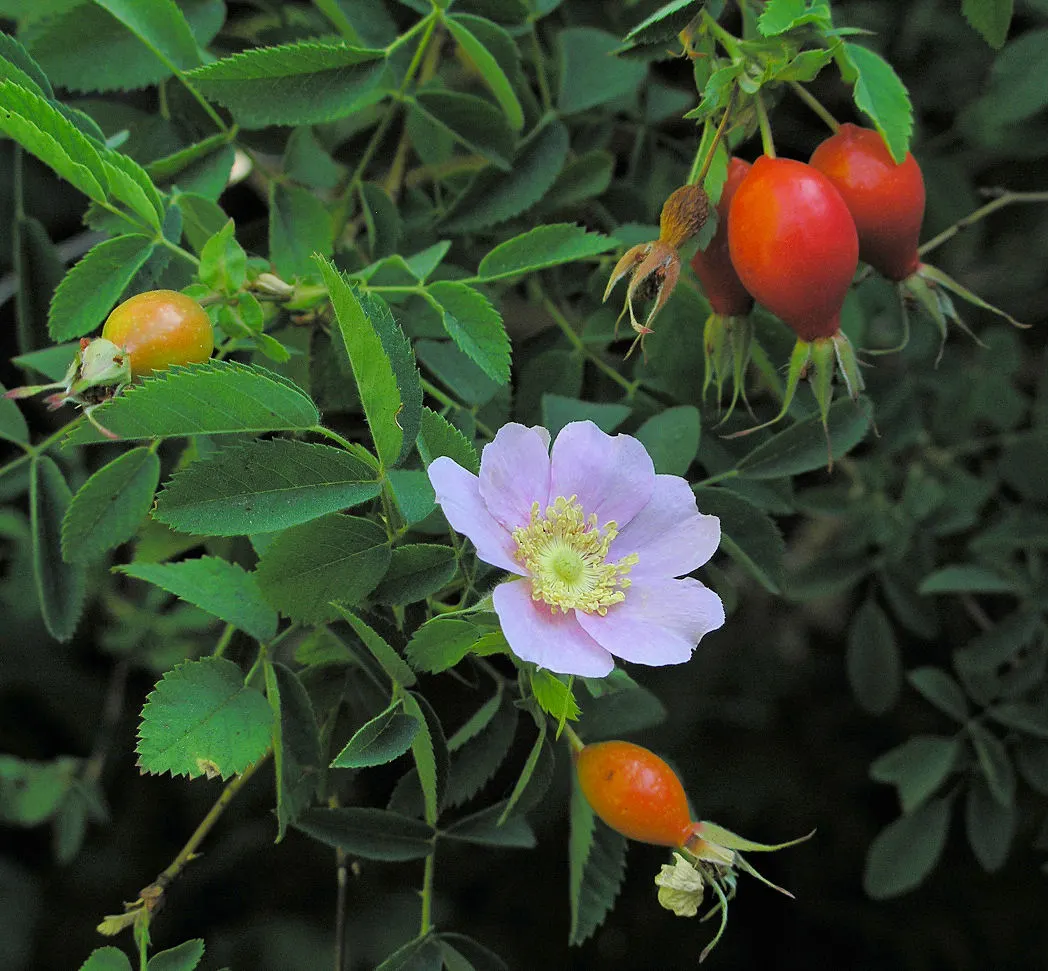 California Wild Rose (Rosa Californica) — pink flowers in the garden