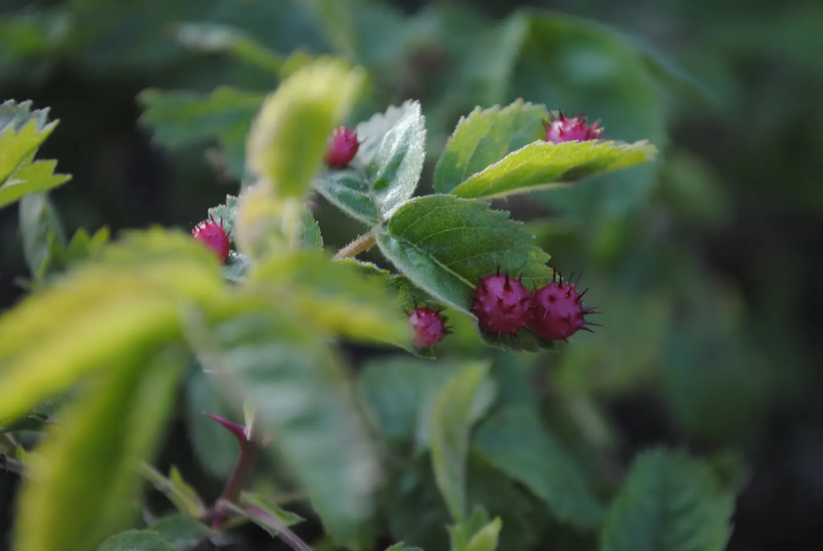 California Wild Rose (Rosa Californica) — Adaptable to various soils, it prefers full sun to partial shade; though appreciative of occasional watering during