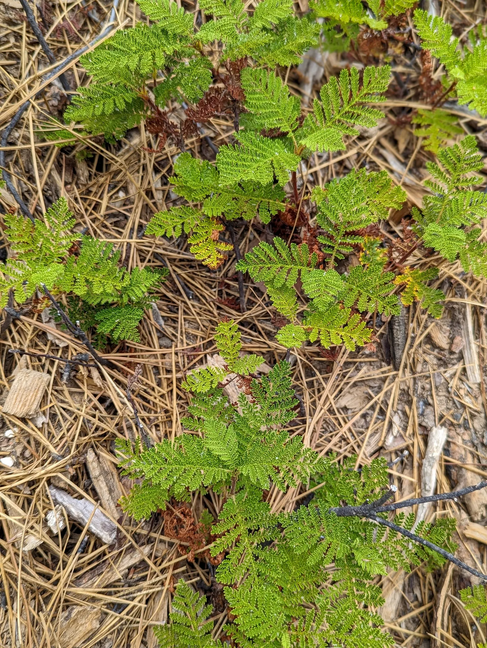 California Wild Rose (Rosa Californica) — This native rose's prickly stems and lush foliage provide habitat for wildlife; is a deciduous shrub with fragrant