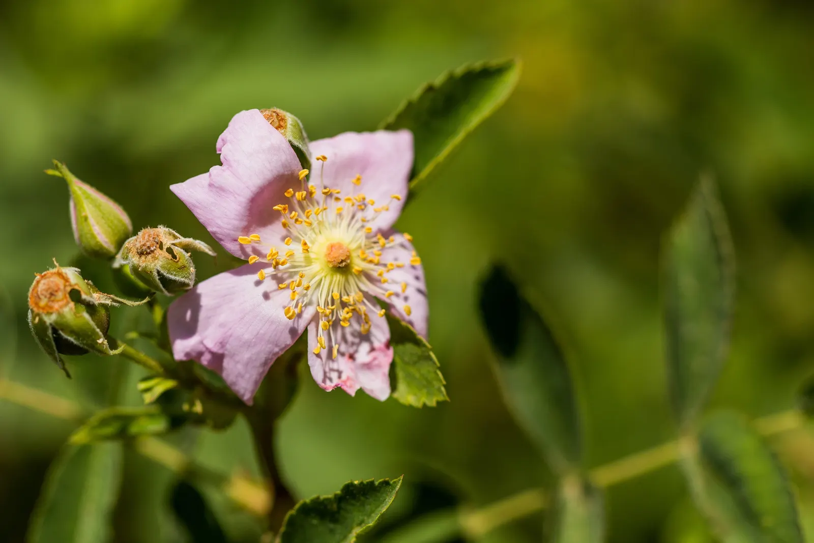 California Wild Rose (Rosa Californica) — This native rose's prickly stems and lush foliage provide habitat for wildlife