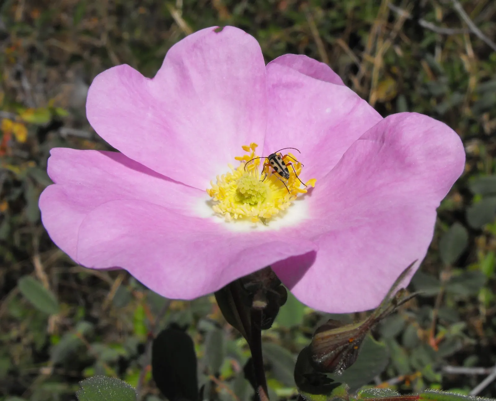 California Wild Rose (Rosa Californica) — Pruning can be conducted after flowering to maintain shape and promote vigorous growth
