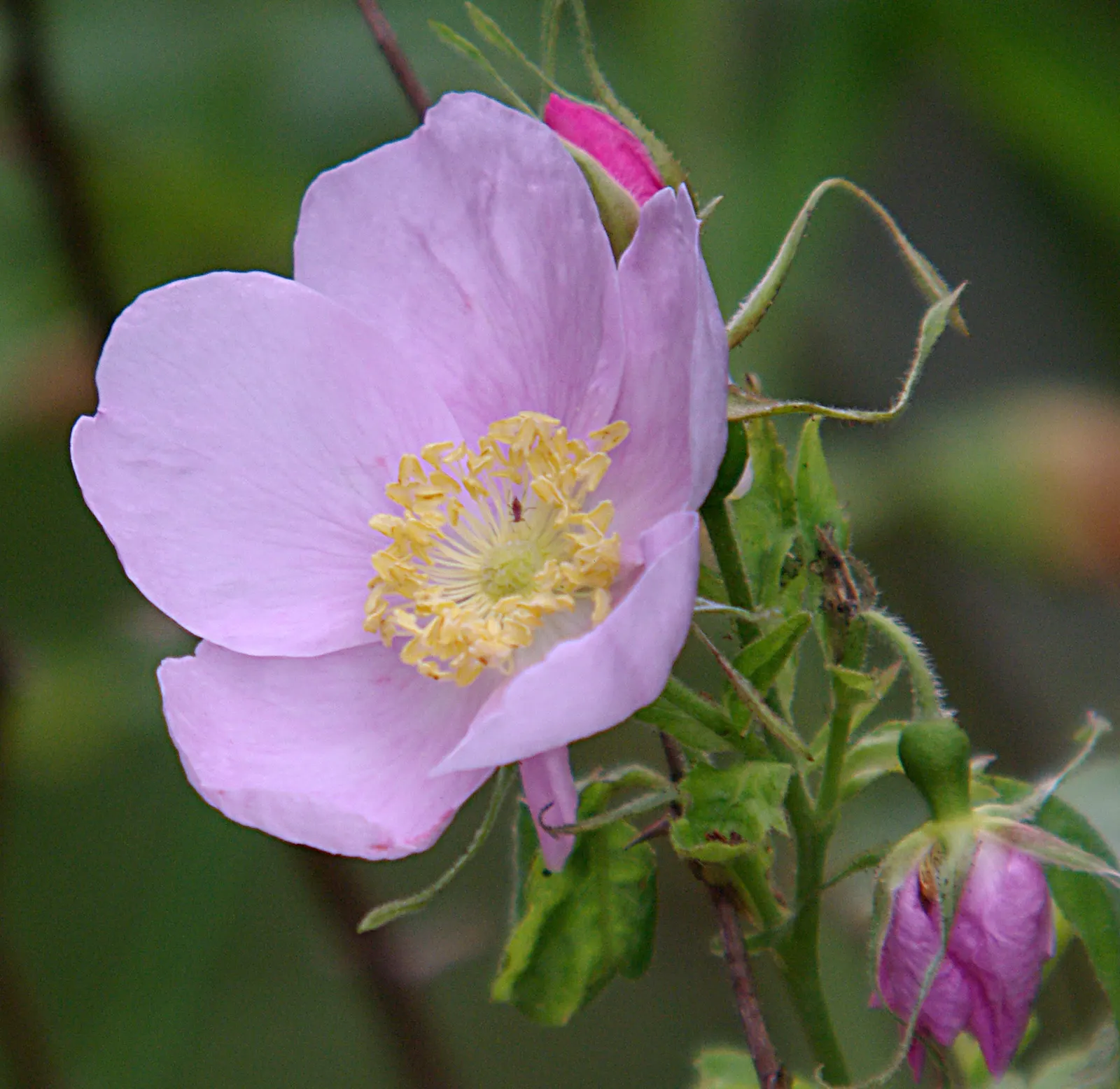 California Wild Rose (Rosa Californica) — deciduous shrub typically flourishes in the sunny environs of USDA hardiness zones 6 through 9