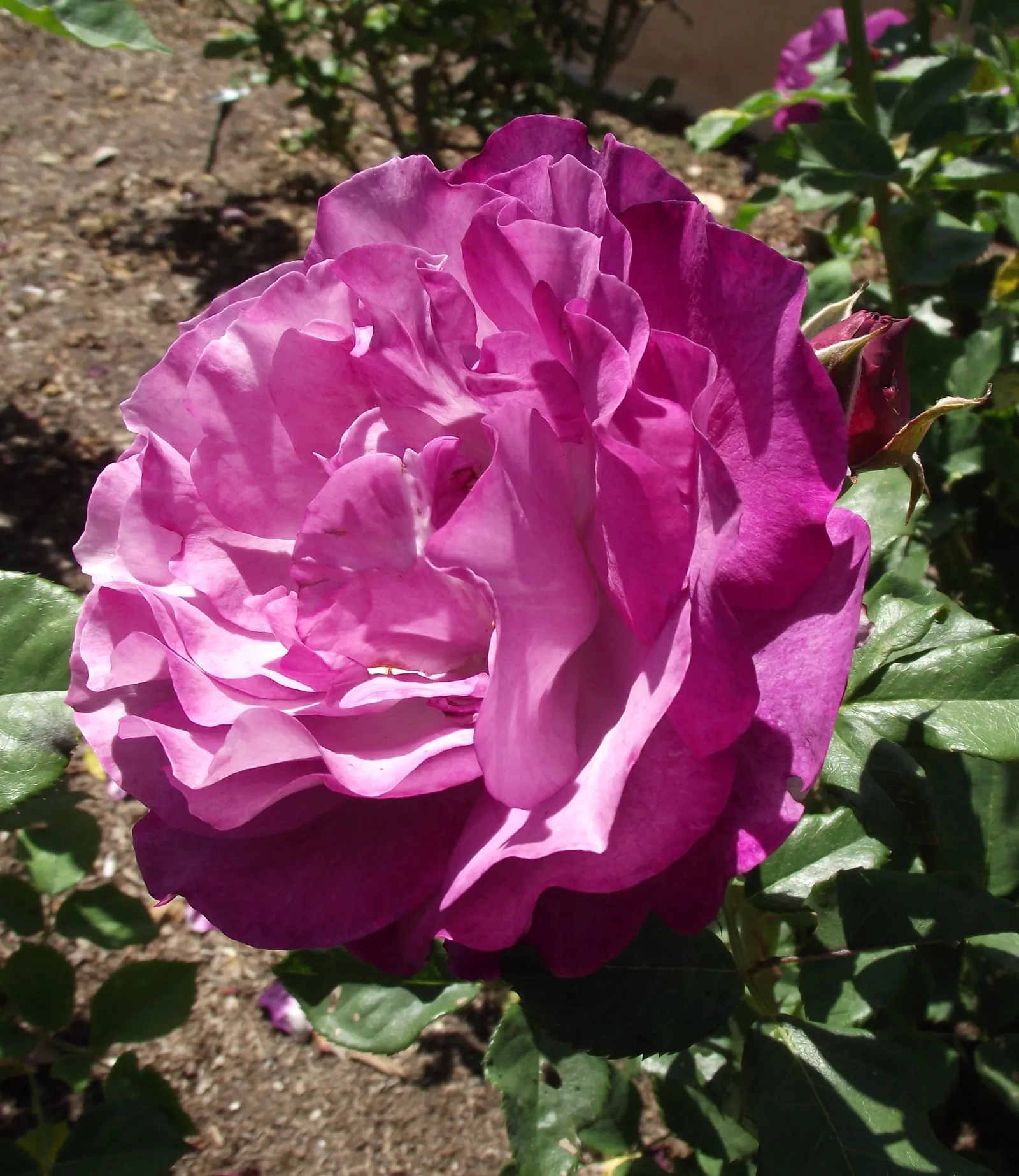 California Wild Rose (Rosa Californica) — shrub / vine with pink blooms