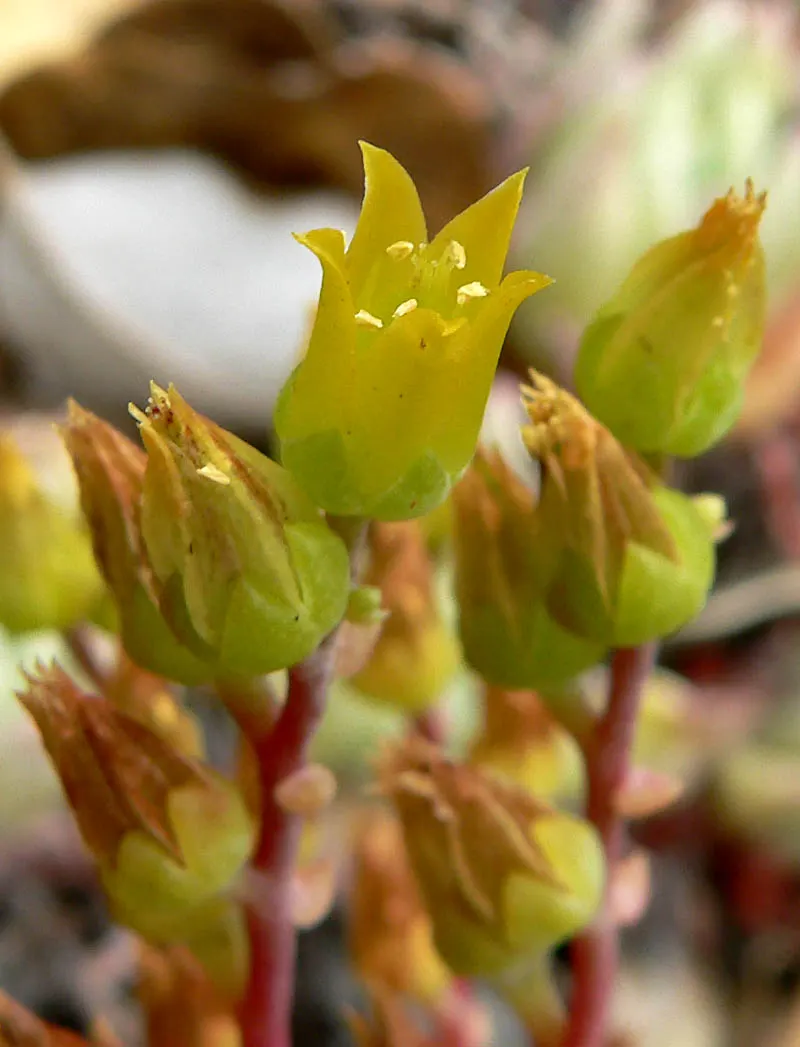 Sea Lettuce, Coast Dudleya (Dudleya Caespitosa) — Minimal maintenance is required, though it's important to avoid overwatering to prevent root rot