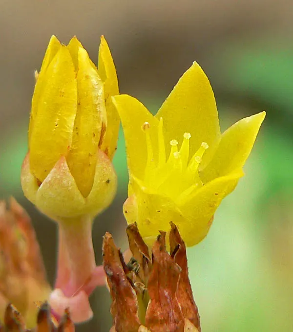 Sea Lettuce, Coast Dudleya (Dudleya Caespitosa) — usually about 1 foot in height