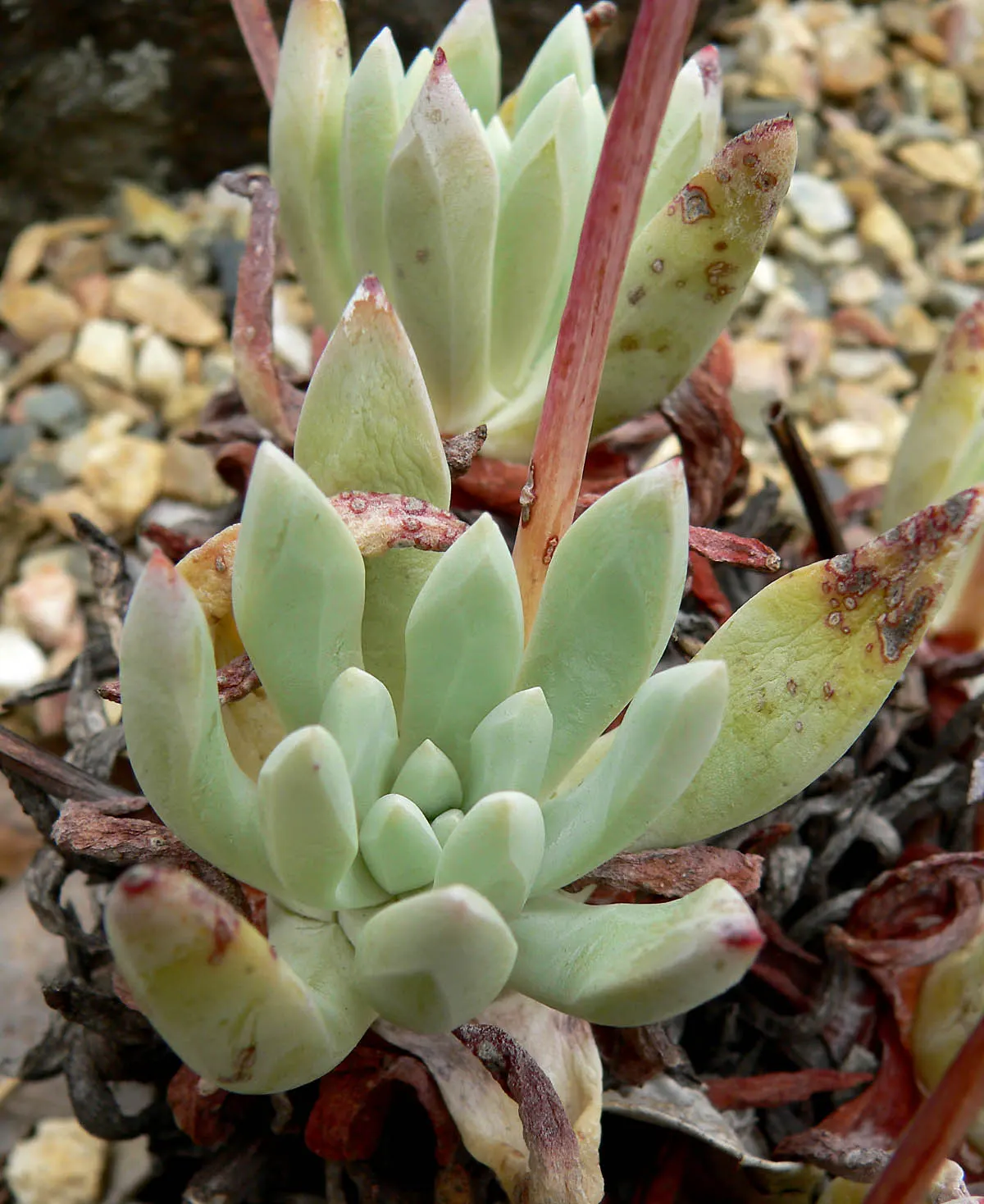Sea Lettuce, Coast Dudleya (Dudleya Caespitosa) — spoon-shaped leaves that boast a powdery-blue to green hue