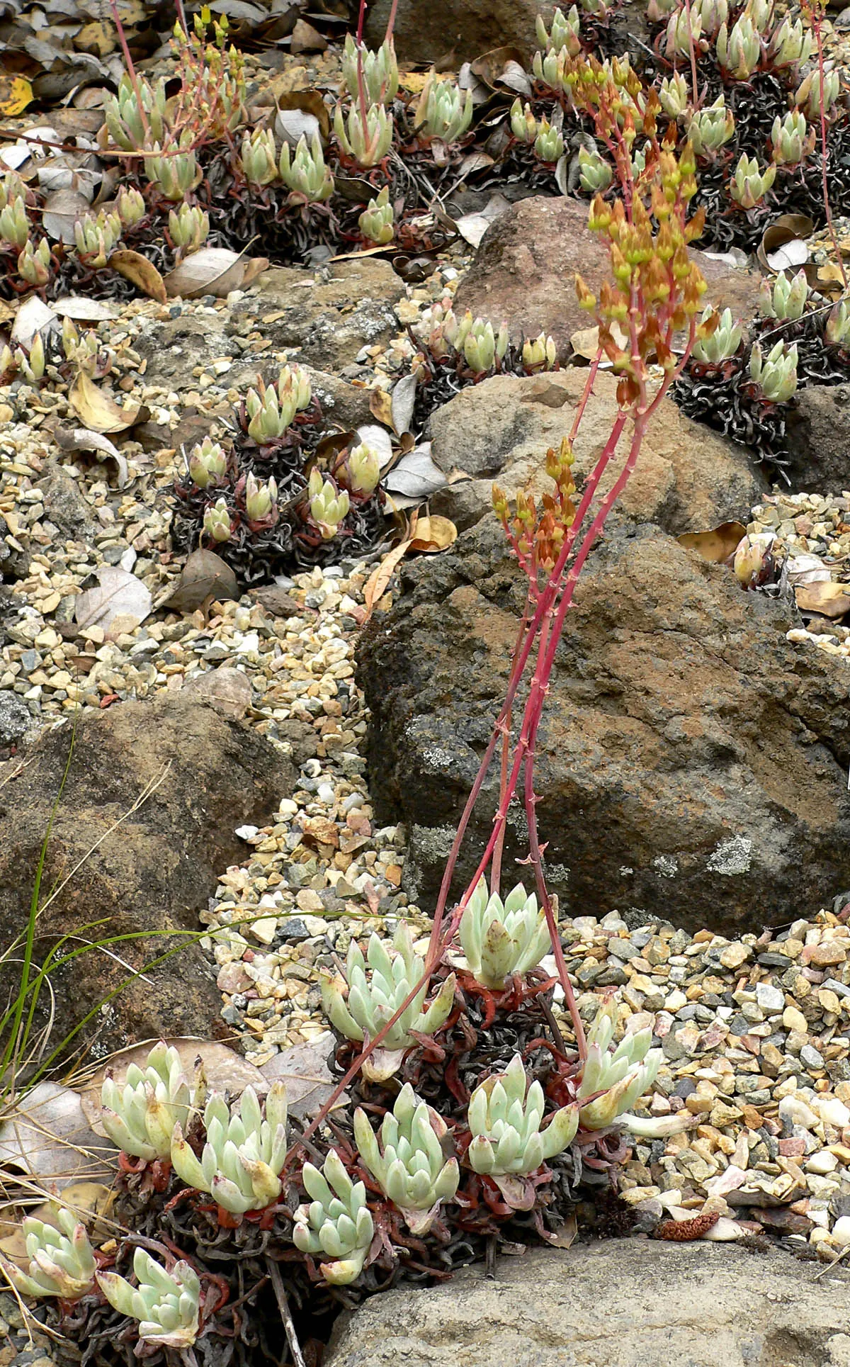 Sea Lettuce, Coast Dudleya (Dudleya Caespitosa) — making it a splendid low-maintenance option for rock gardens or coastal landscapes