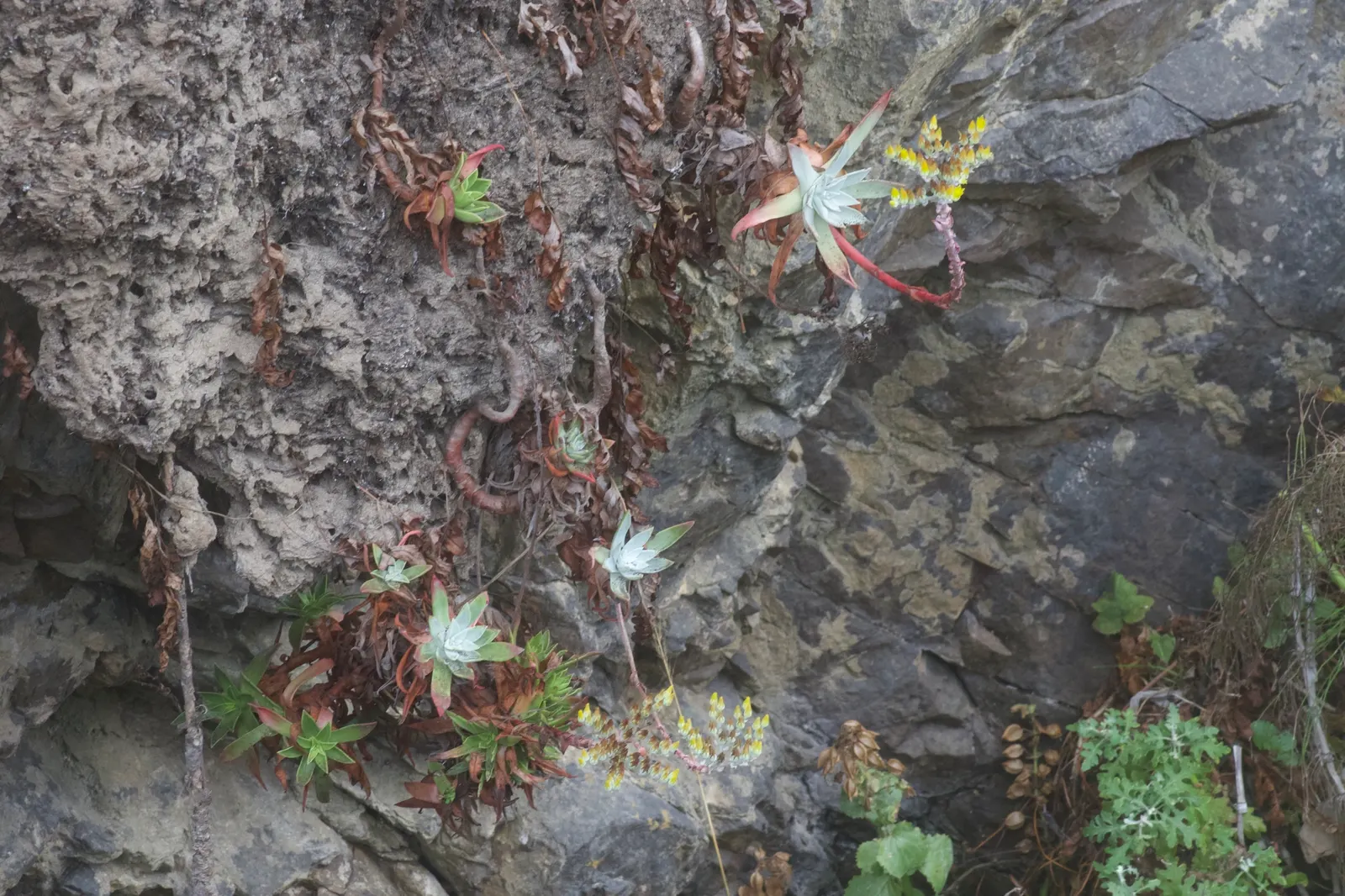 Sea Lettuce, Coast Dudleya (Dudleya Caespitosa) — succulent for full or half