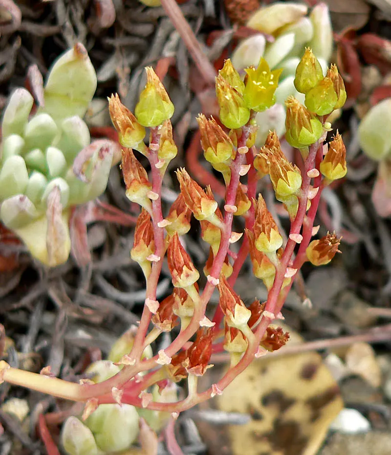 Sea Lettuce, Coast Dudleya (Dudleya Caespitosa) — or as an accent in xeriscaped areas