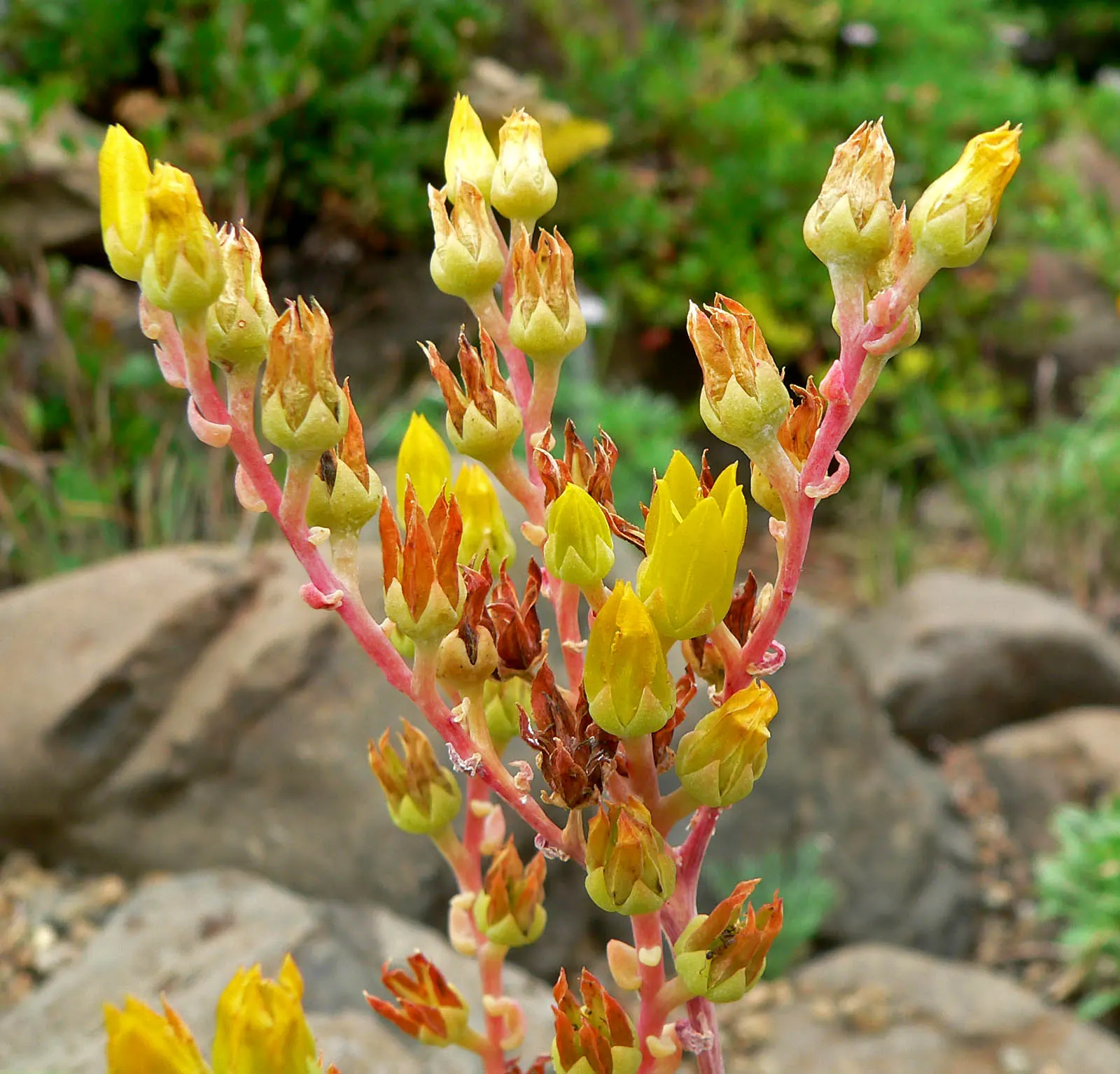 Sea Lettuce, Coast Dudleya (Dudleya Caespitosa) — it sends up striking red stems