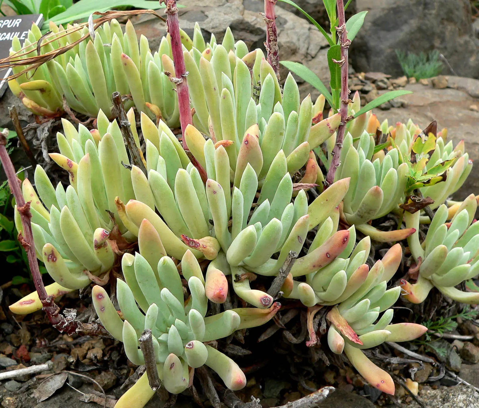 Sea Lettuce, Coast Dudleya (Dudleya Caespitosa) — commonly dubbed Sea Lettuce or Coast Dudleya