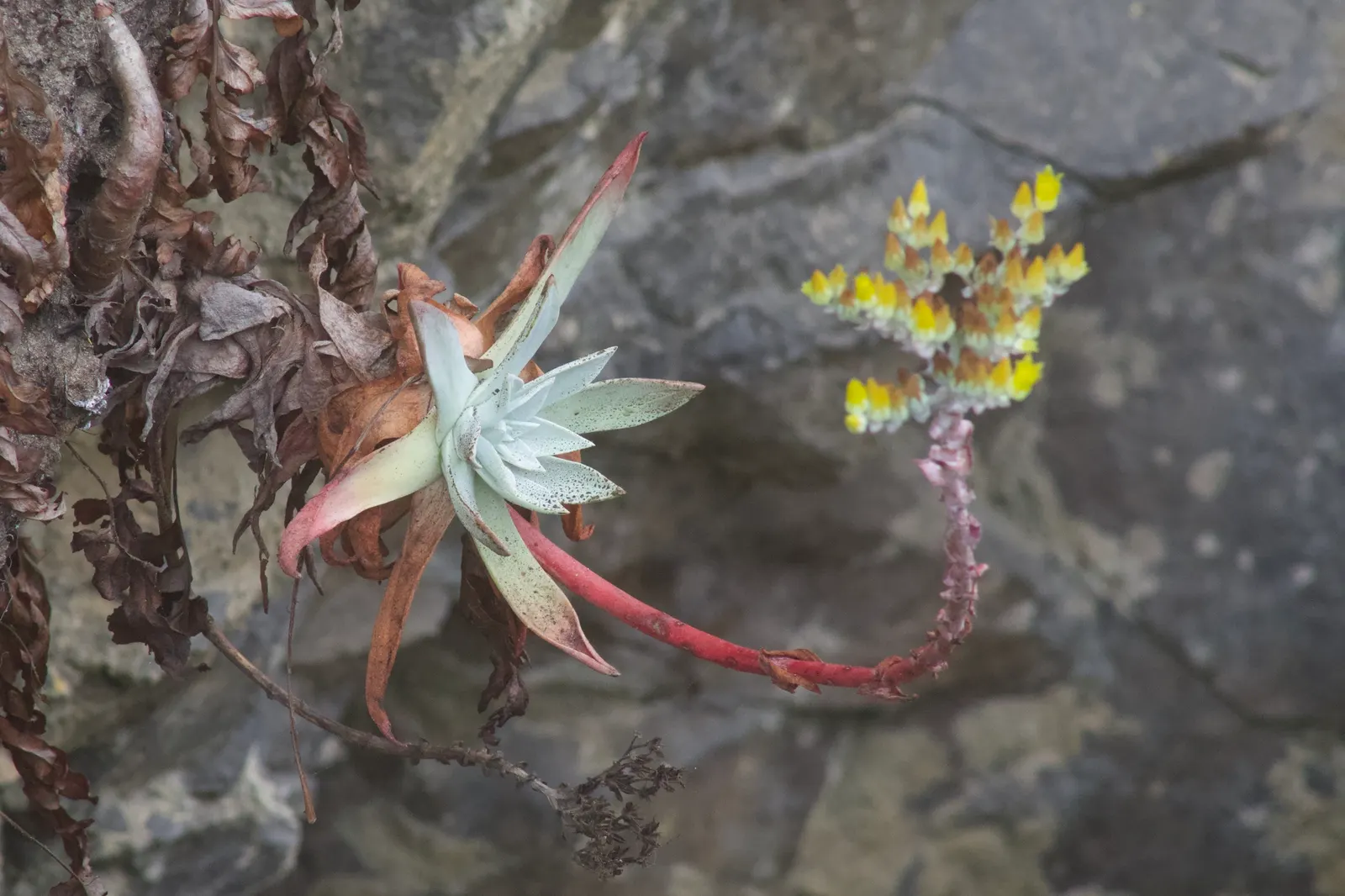 Sea Lettuce, Coast Dudleya (Dudleya Caespitosa) — Coast Dudleya also fares well in containers