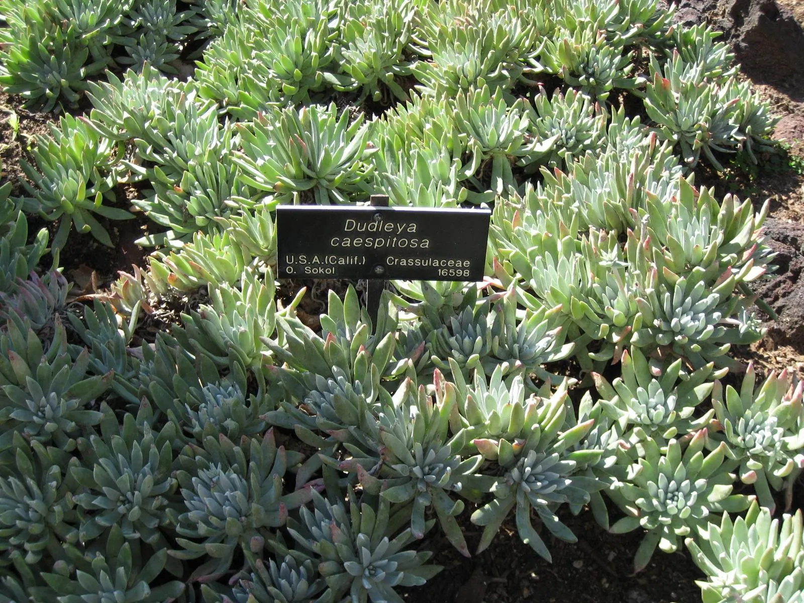 Sea Lettuce, Coast Dudleya (Dudleya Caespitosa) — commonly dubbed Sea Lettuce or Coast Dudleya; crowned by red-stemmed yellow blooms rising to 18 inches high