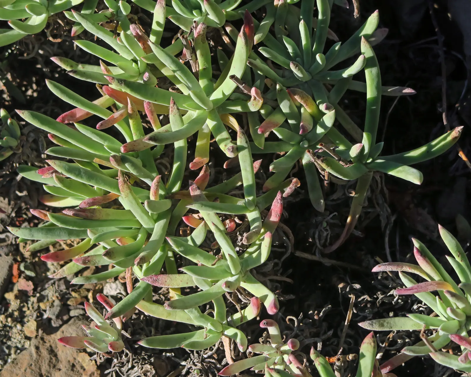 Sea Lettuce, Coast Dudleya (Dudleya Caespitosa) — crowned by red-stemmed yellow blooms rising to 18 inches high; commonly dubbed Sea Lettuce or Coast Dudleya
