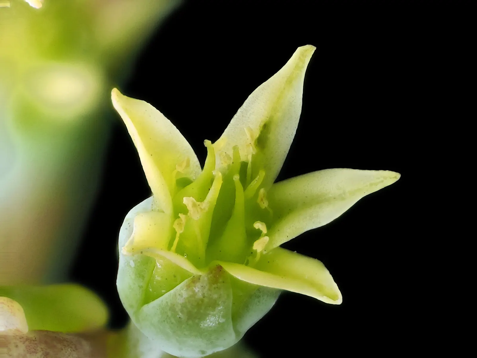 Sea Lettuce, Coast Dudleya (Dudleya Caespitosa) — is a succulent perennial native to California
