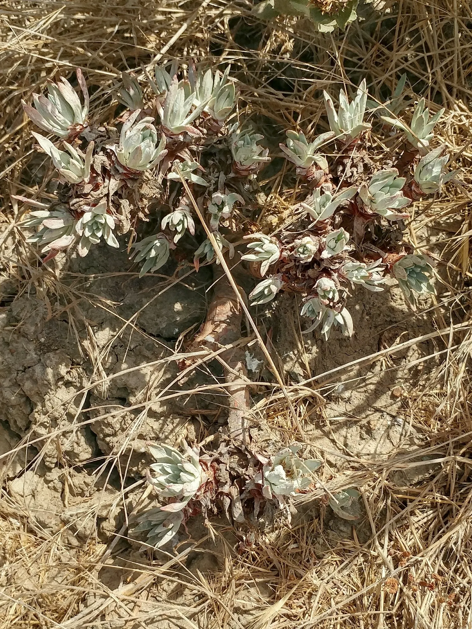 Sea Lettuce, Coast Dudleya (Dudleya Caespitosa) — crowned by red-stemmed yellow blooms rising to 18 inches high