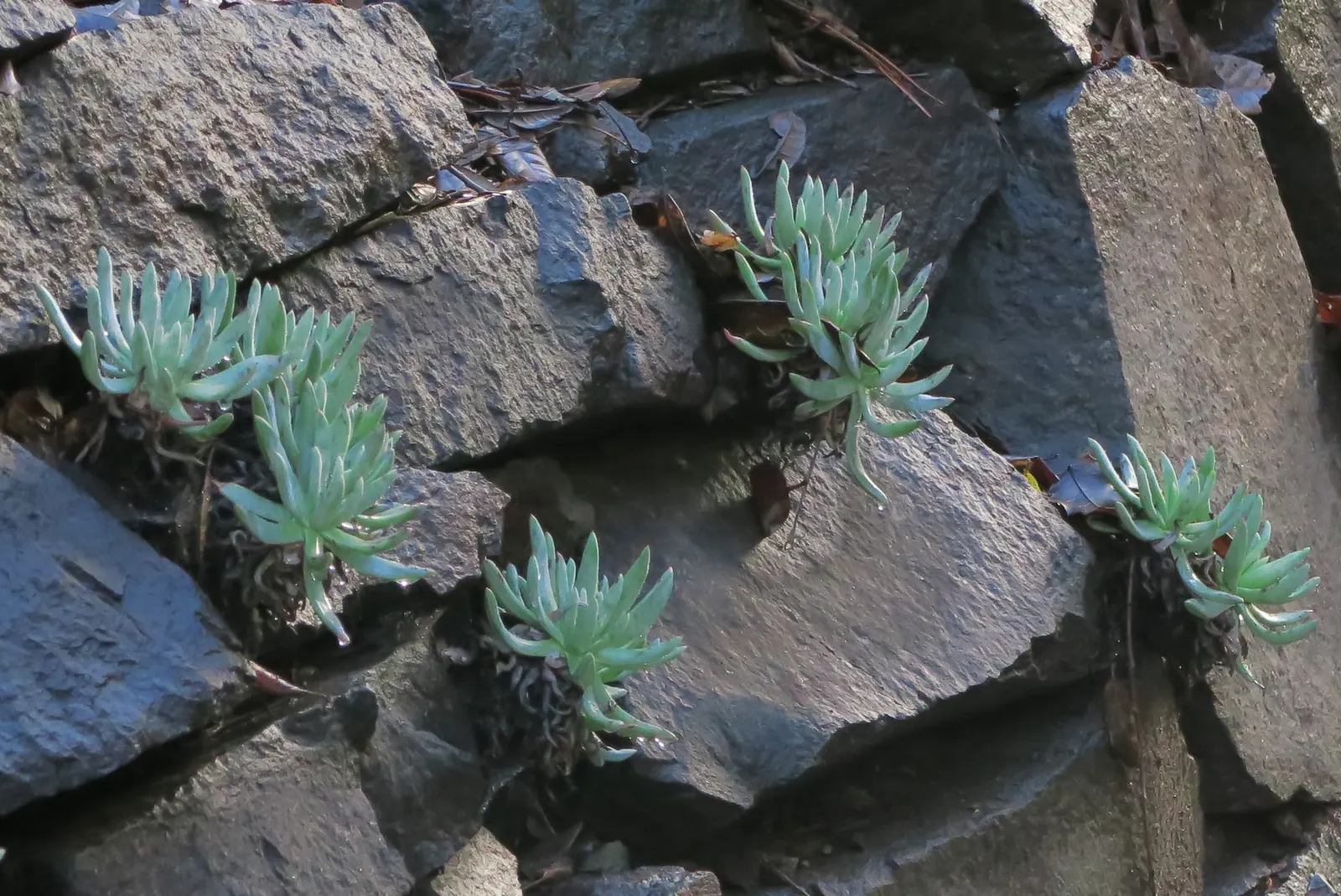 Sea Lettuce, Coast Dudleya (Dudleya Caespitosa) — given its ability to tolerate sea spray and wind.<br><br>When incorporating into a garden scheme