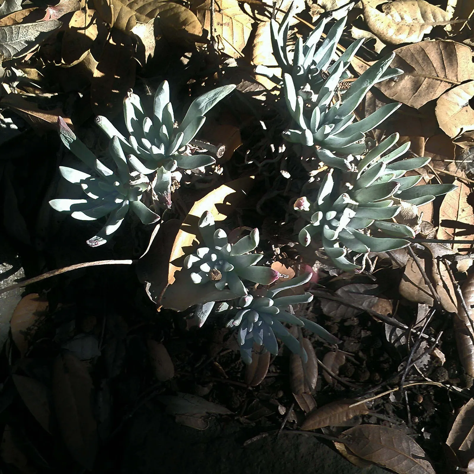 Sea Lettuce, Coast Dudleya (Dudleya Caespitosa) — Coast Dudleya (Dudleya caespitosa) is an intriguing succulent native to the coastal regions of California