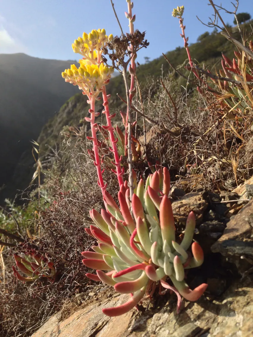 Sea Lettuce, Coast Dudleya (Dudleya Caespitosa) — Full sun enhances its vibrant hues