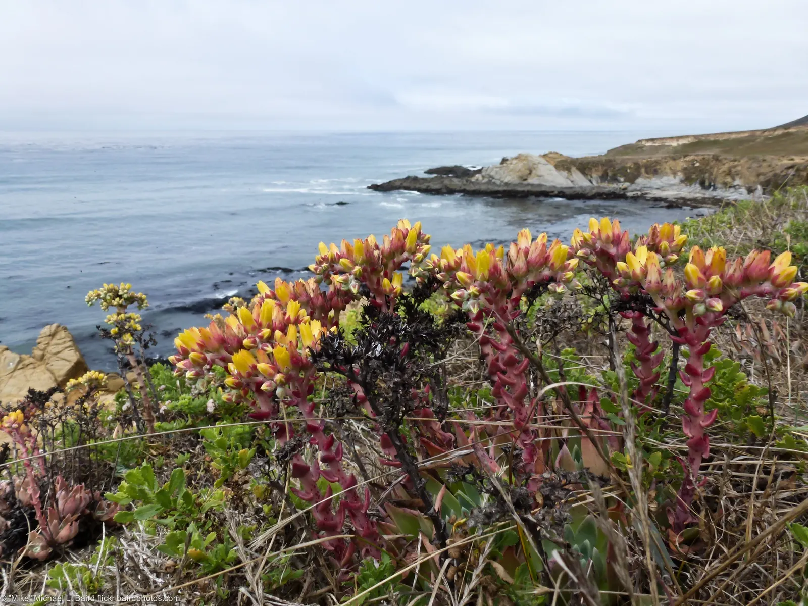 Sea Lettuce, Coast Dudleya (Dudleya Caespitosa) — During the late spring to early summer