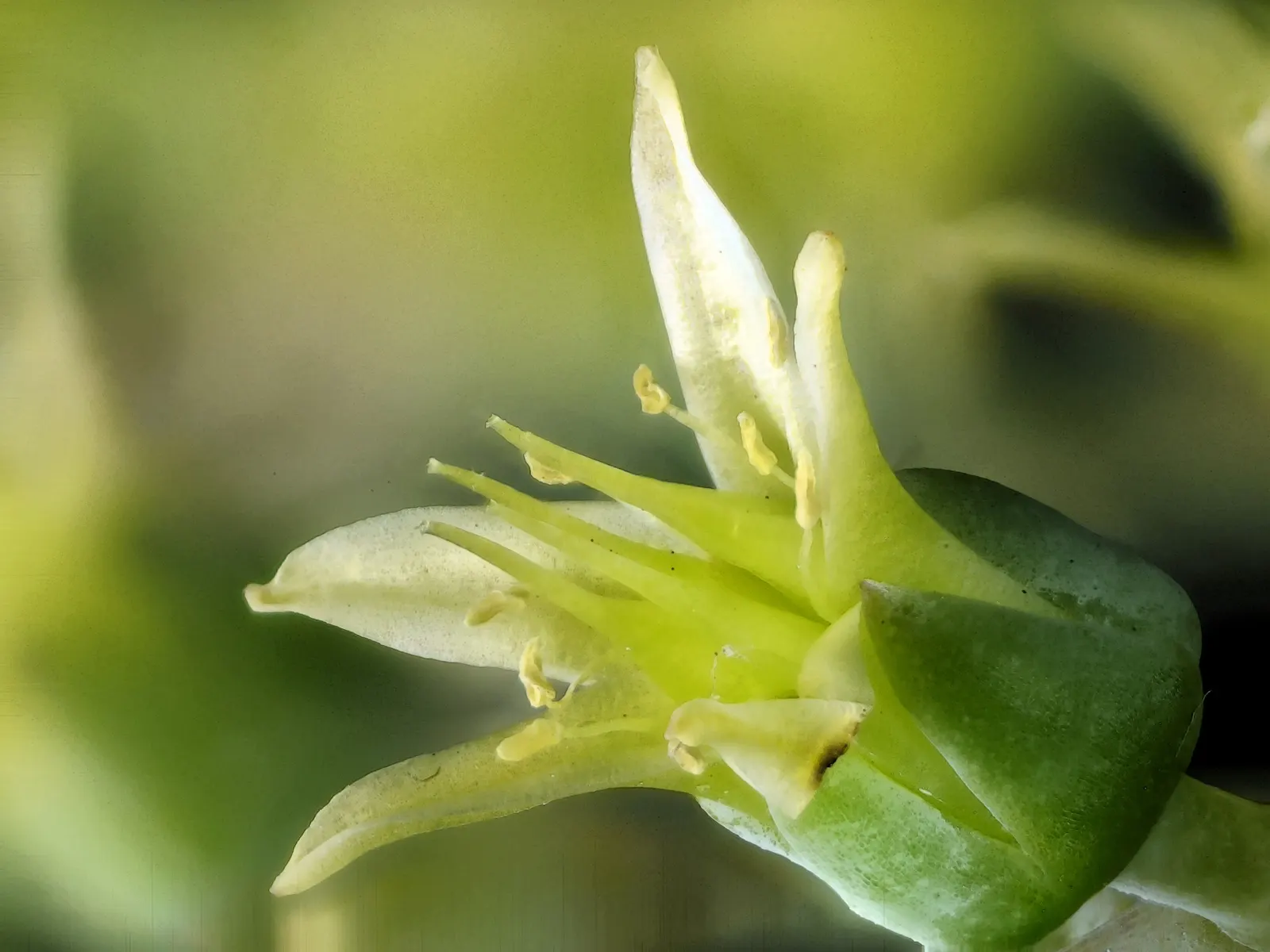 Sea Lettuce, Coast Dudleya (Dudleya Caespitosa) — It is an ideal selection for rock gardens