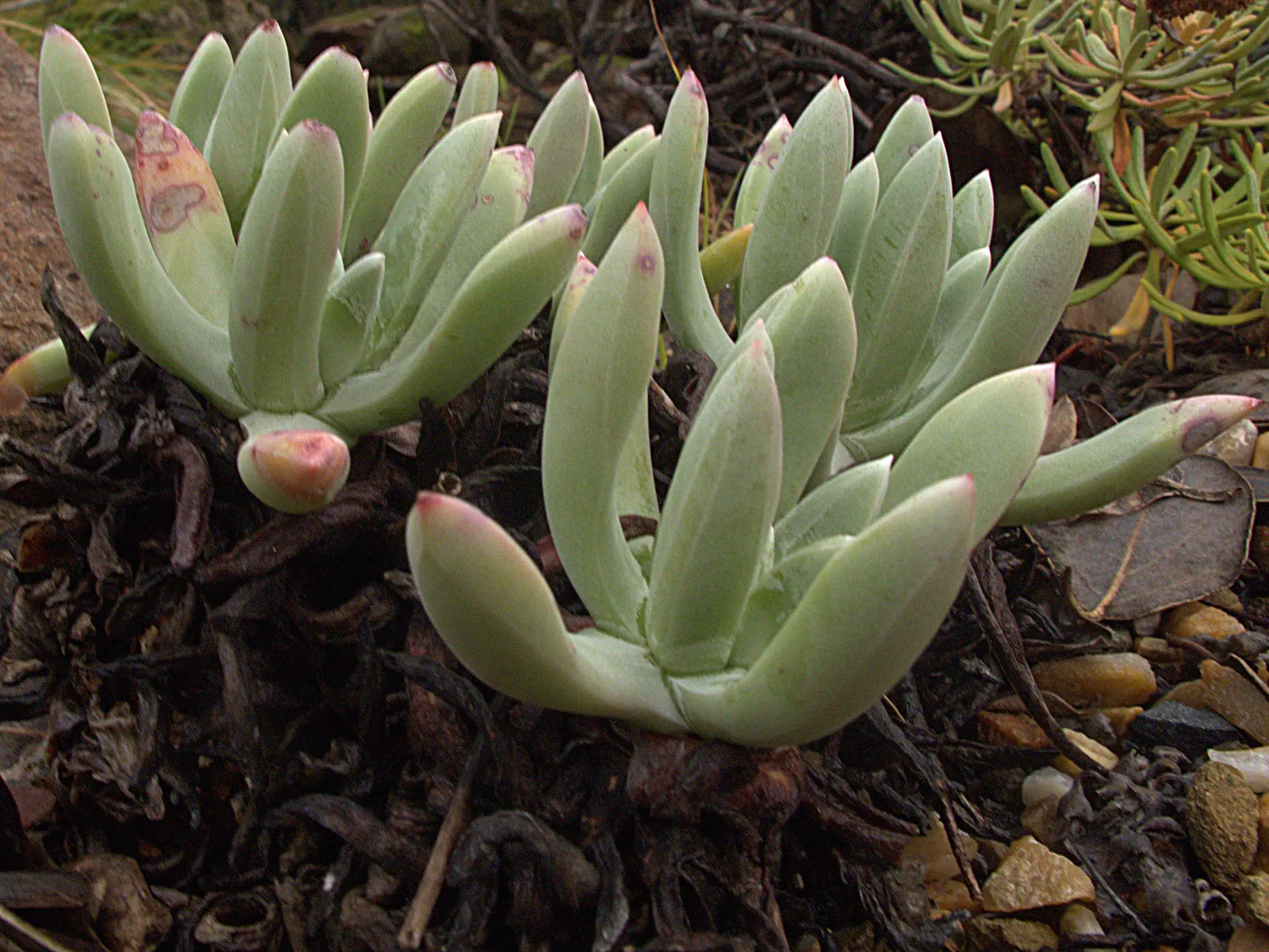 Sea Lettuce, Coast Dudleya (Dudleya Caespitosa) — pale green leaves span up to 12 inches; space individual plants approximately 1 foot apart to allow for their