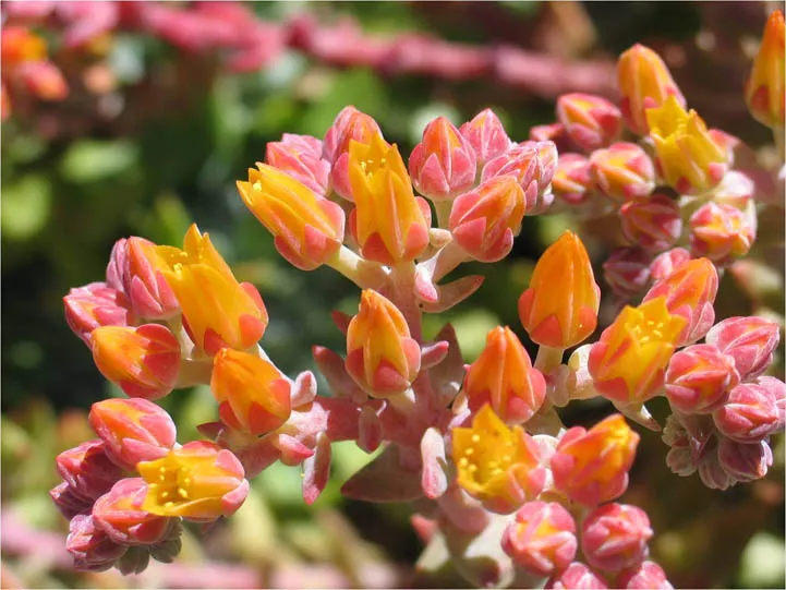 Sea Lettuce, Coast Dudleya (Dudleya Caespitosa) — pale green leaves span up to 12 inches