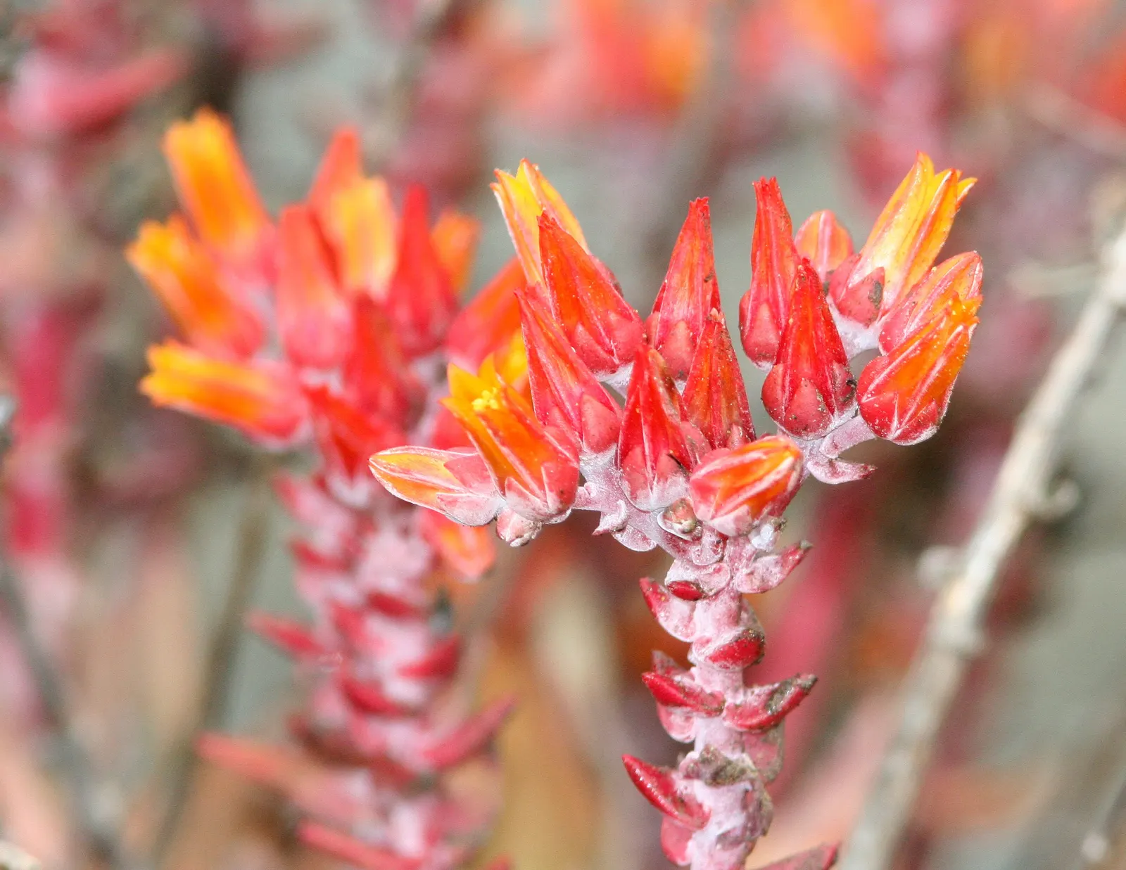 Sea Lettuce, Coast Dudleya (Dudleya Caespitosa) — the Coast Dudleya thrives in full sun to part shade