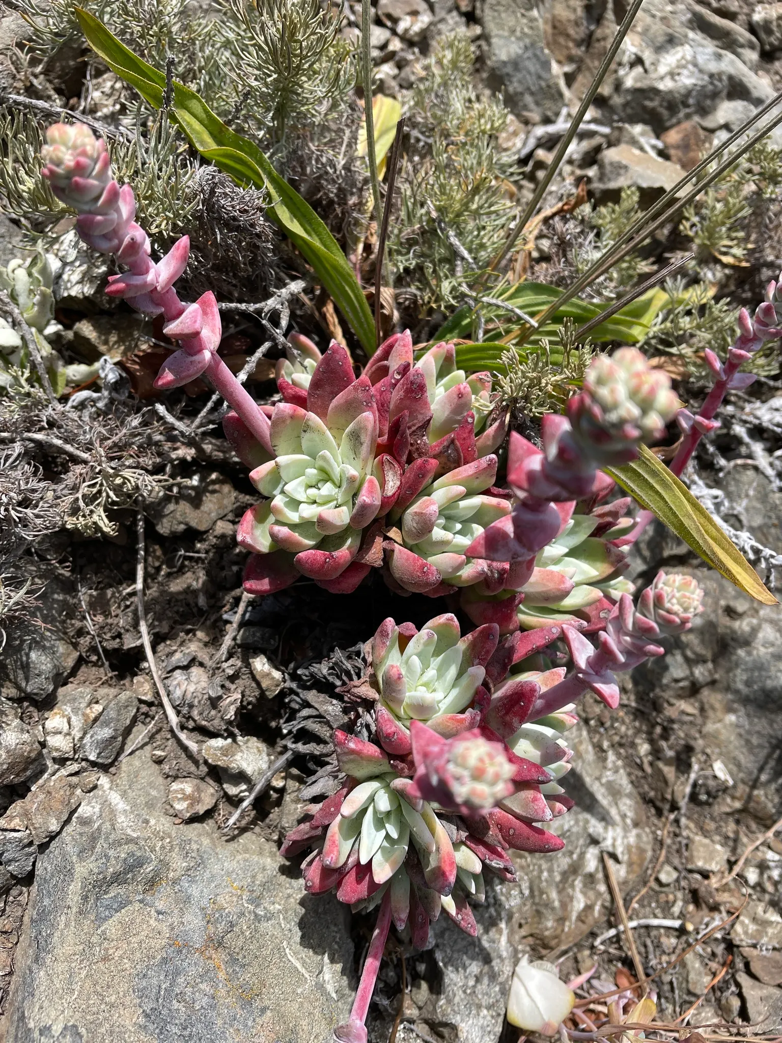 Sea Lettuce, Coast Dudleya (Dudleya Caespitosa) — supporting vital pollinators while adding a touch of California's rugged coast to their garden