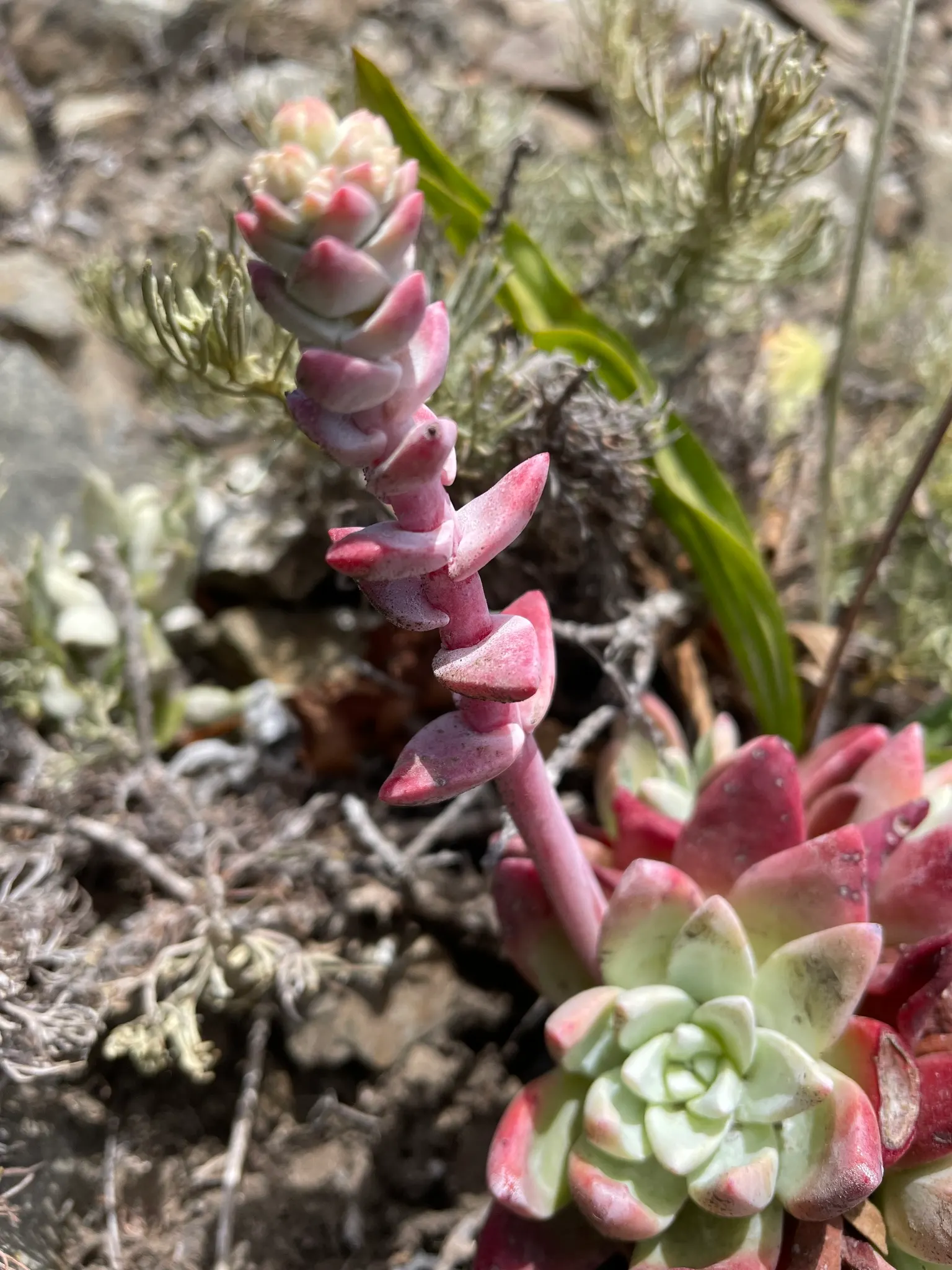 Sea Lettuce, Coast Dudleya (Dudleya Caespitosa) — succulent with red and yellow blooms