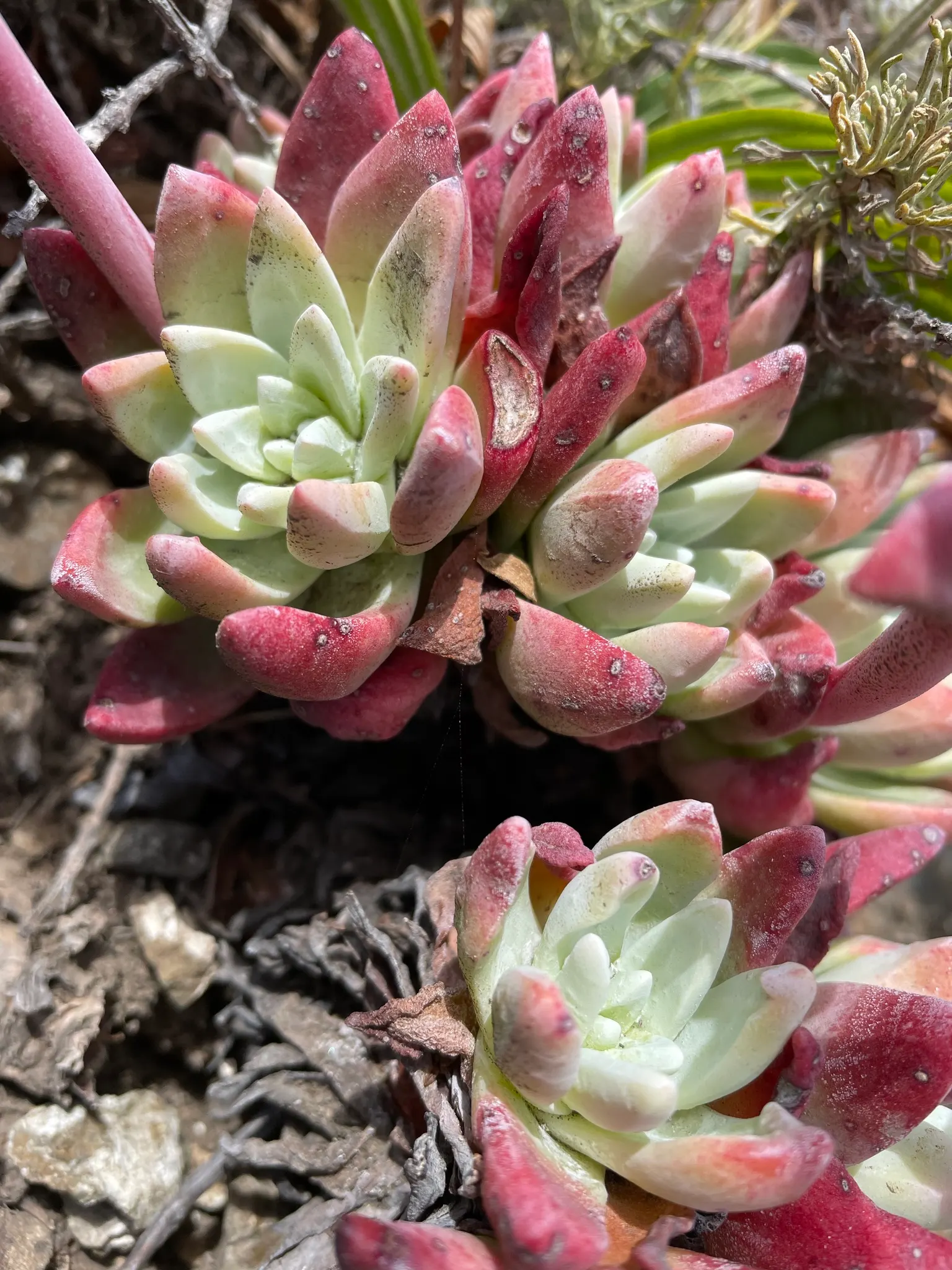 Sea Lettuce, Coast Dudleya (Dudleya Caespitosa) — space individual plants approximately 1 foot apart to allow for their mature spread