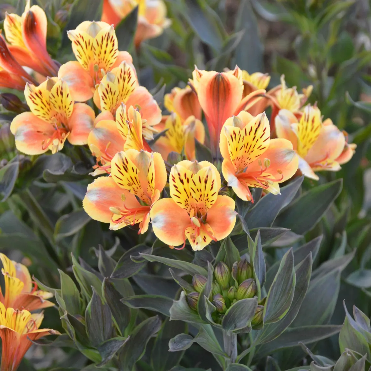 Summer Breeze Peruvian Lily (Alstroemeria hybrid) — information and resources