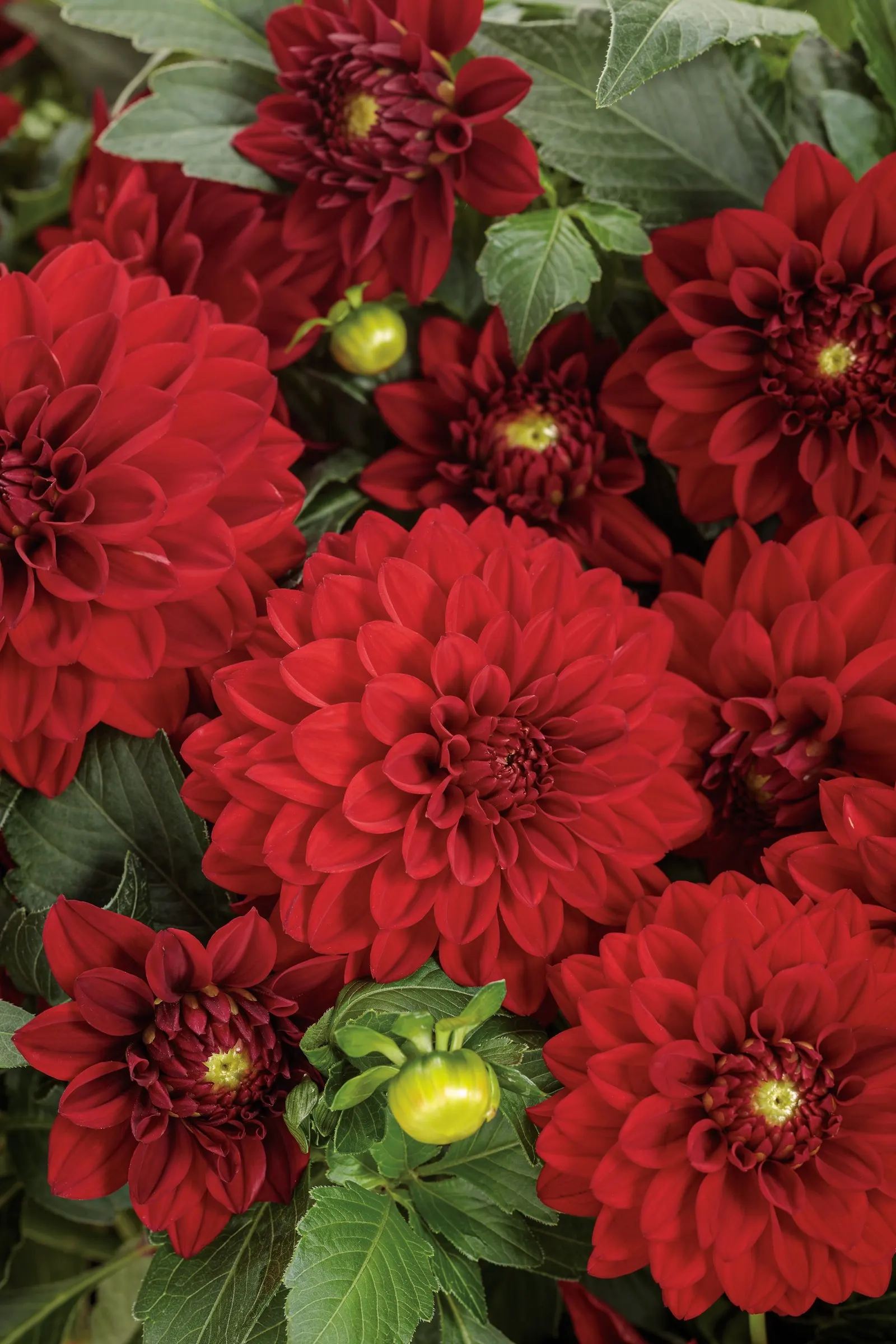 Classy Carmine™ Dahlia (Dahlia variabilis) — The effect is tailored yet exuberant: lush enough to feel romantic in a summer border