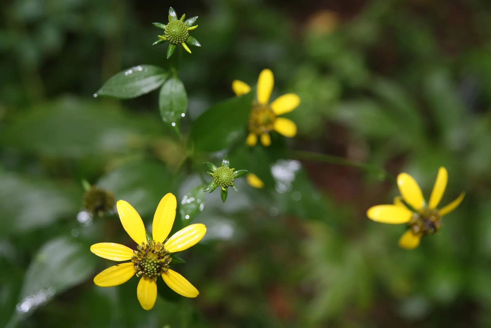 Cutleaf Coneflower (Rudbeckia Laciniata) — A herbaceous perennial, it reaches 3-9 feet in height and 2-4 feet in spread; <br><br>Equipped with distinctive